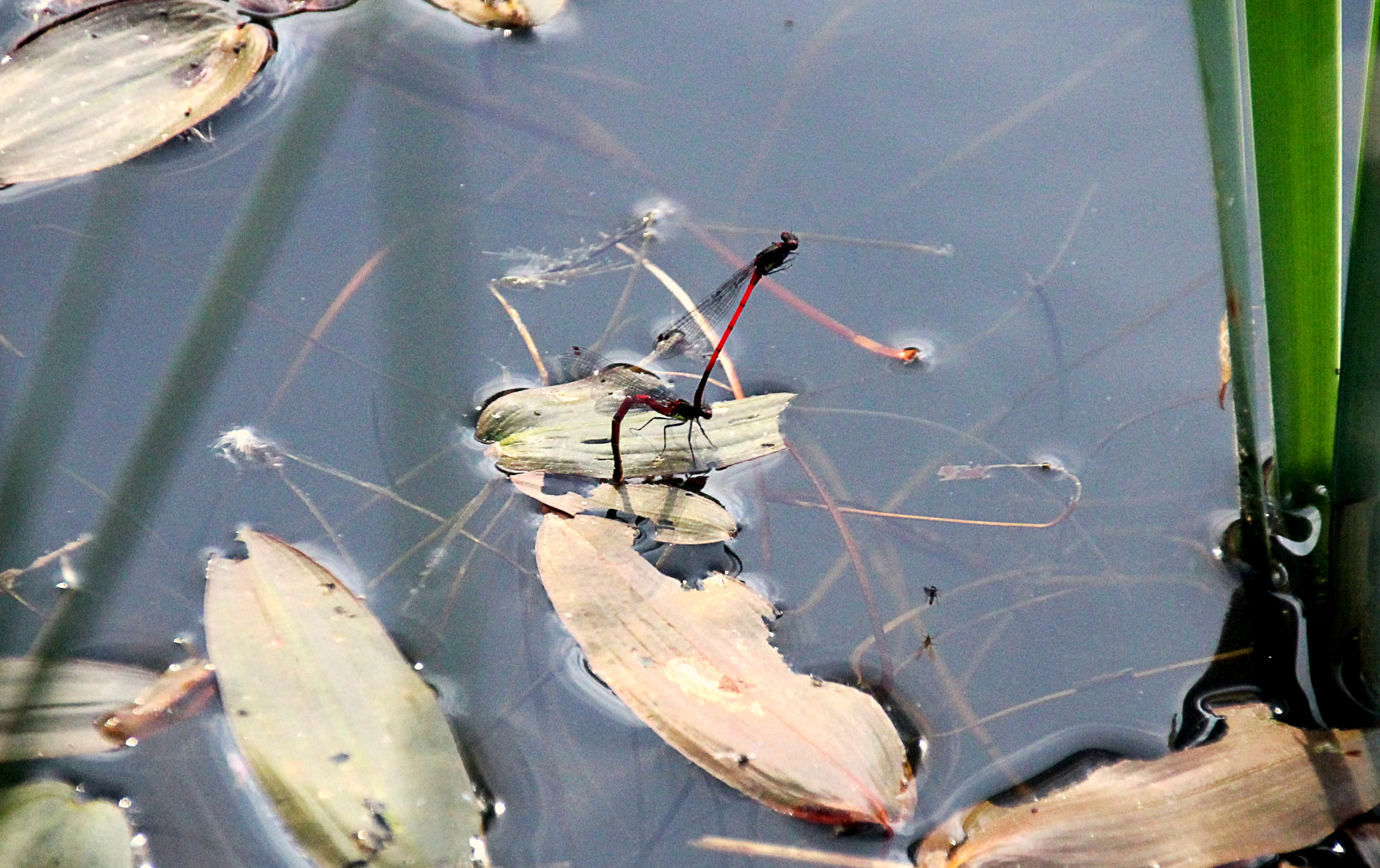 Two slender red insects, a pair of damselflies in tandem, resting on floating leaves in a calm pond.