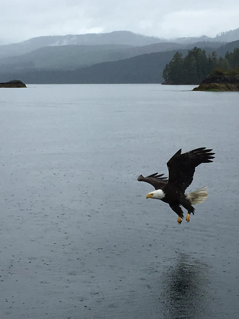 A bald eagle with its wings spread flying low over a body of water, with forested hills in the background under an overcast, rainy sky.