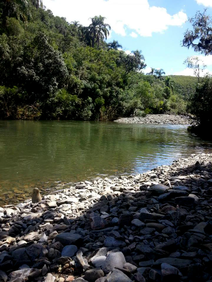 A view of a river with a rocky shoreline in the foreground, leading to a dense forest and palm trees under a partly cloudy sky.