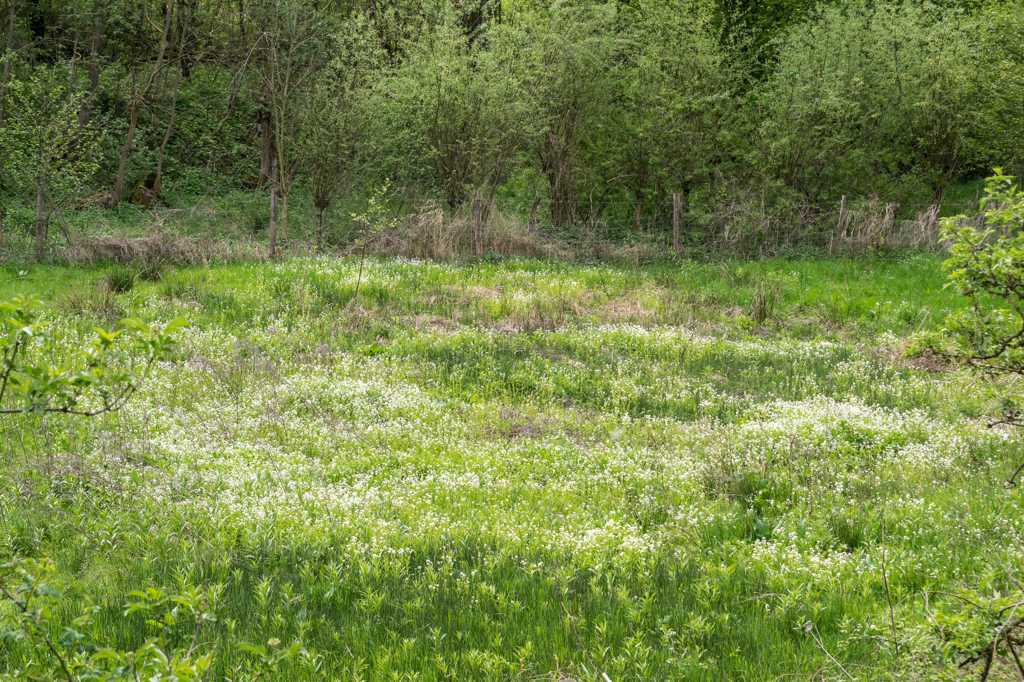 A green meadow filled with small white flowers in the foreground, backed by a line of deciduous trees.