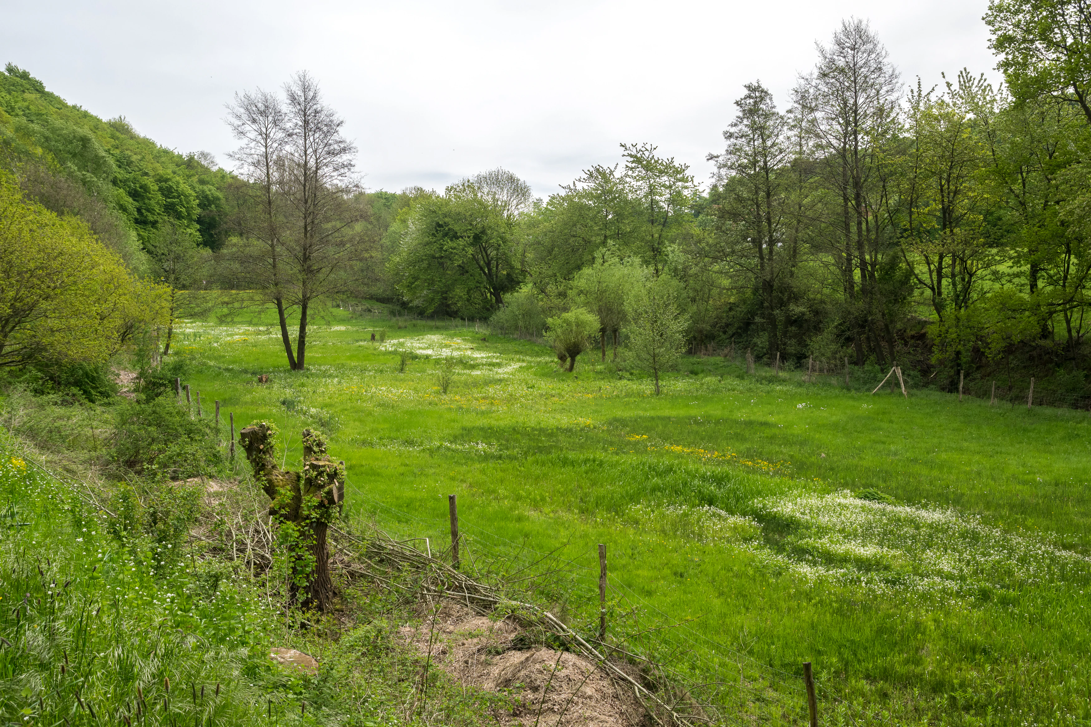 A wide view of a vibrant green meadow and surrounding forest, with a wire fence in the foreground and overcast sky above.