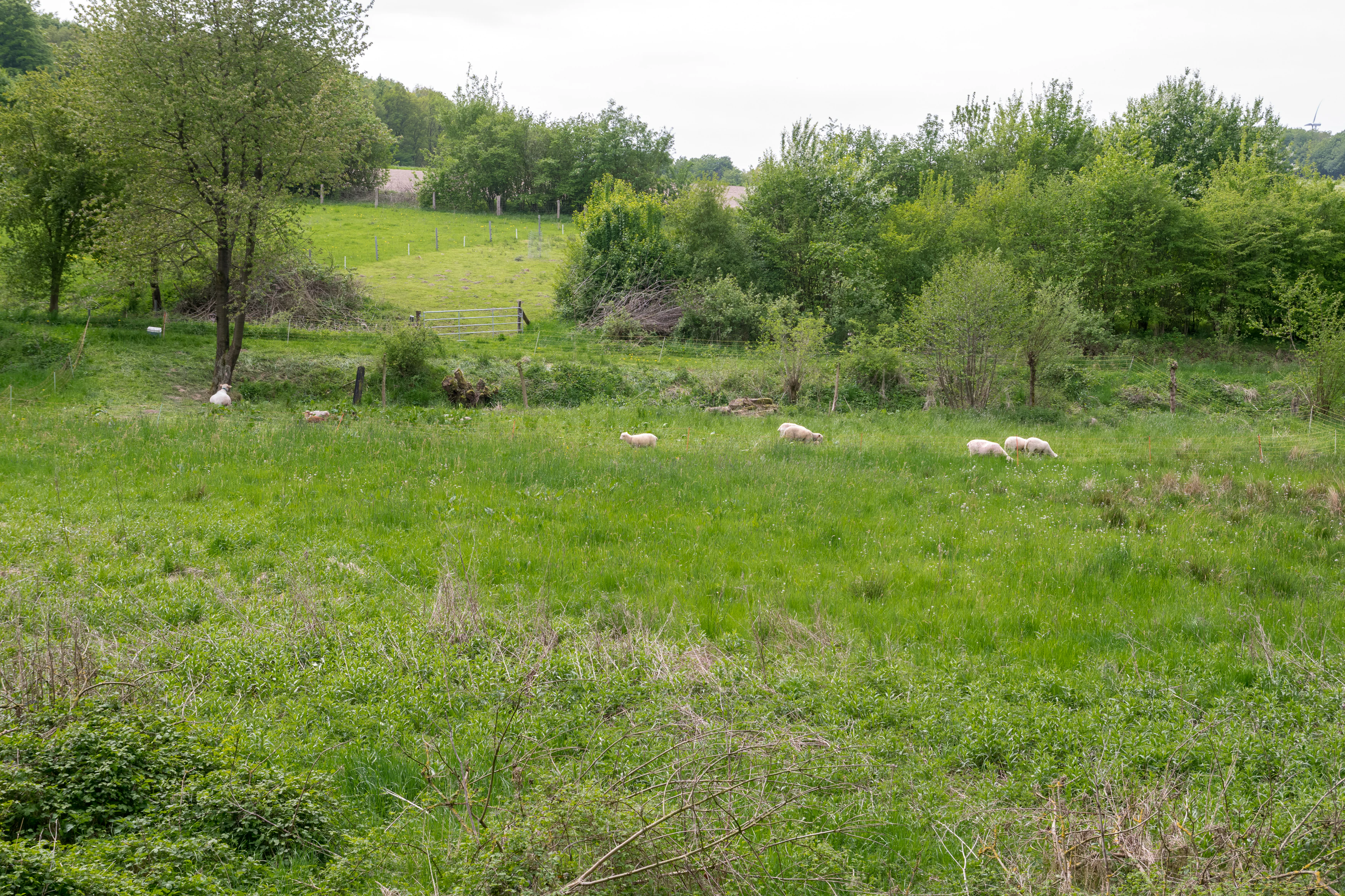 A wide shot of a green valley meadow with several sheep grazing in the distance, surrounded by trees and shrubs in the Quellbereich der Osterkalle nature reserve.