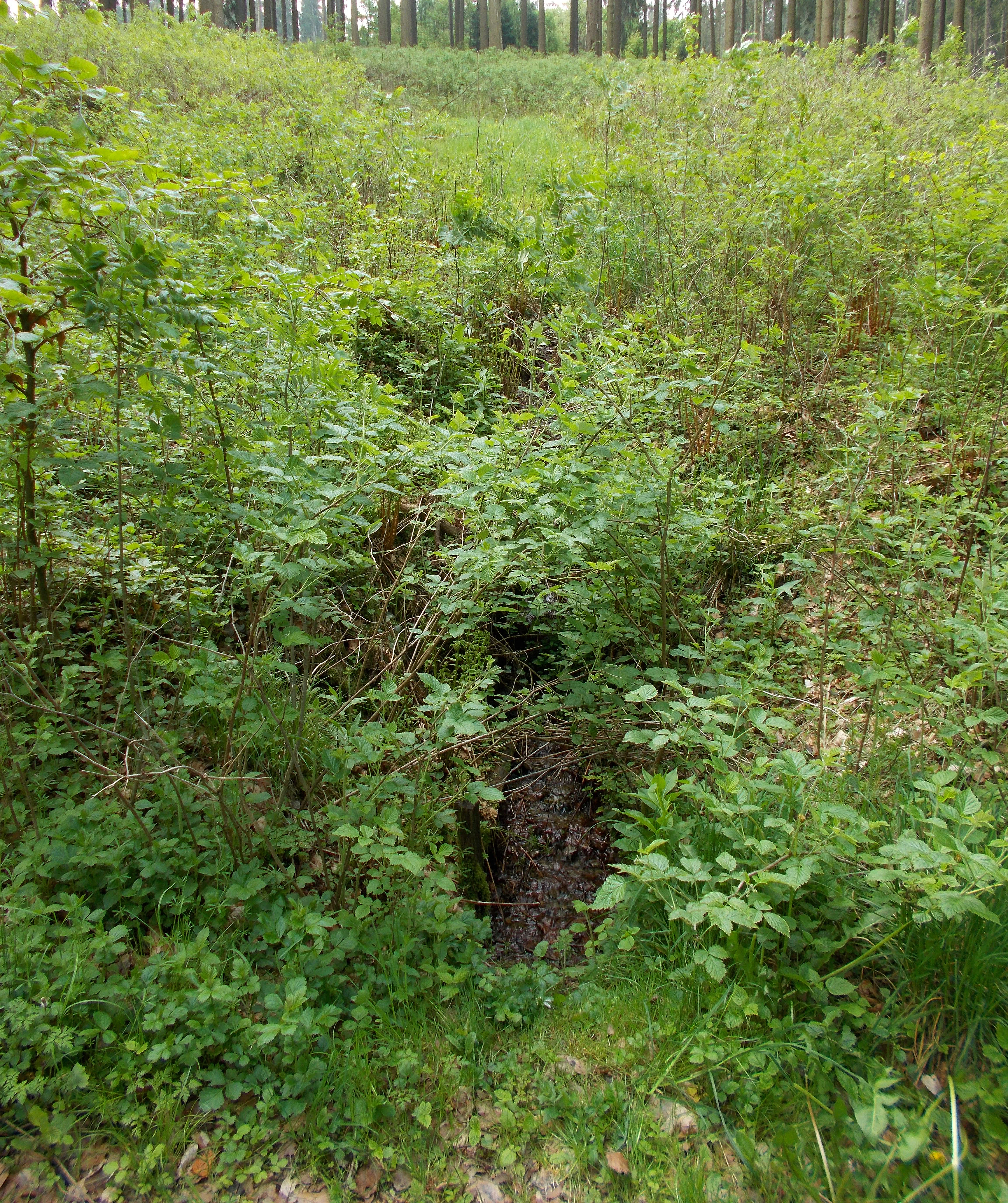A small, narrow channel of water emerges from a dense, verdant patch of forest vegetation and low shrubs.