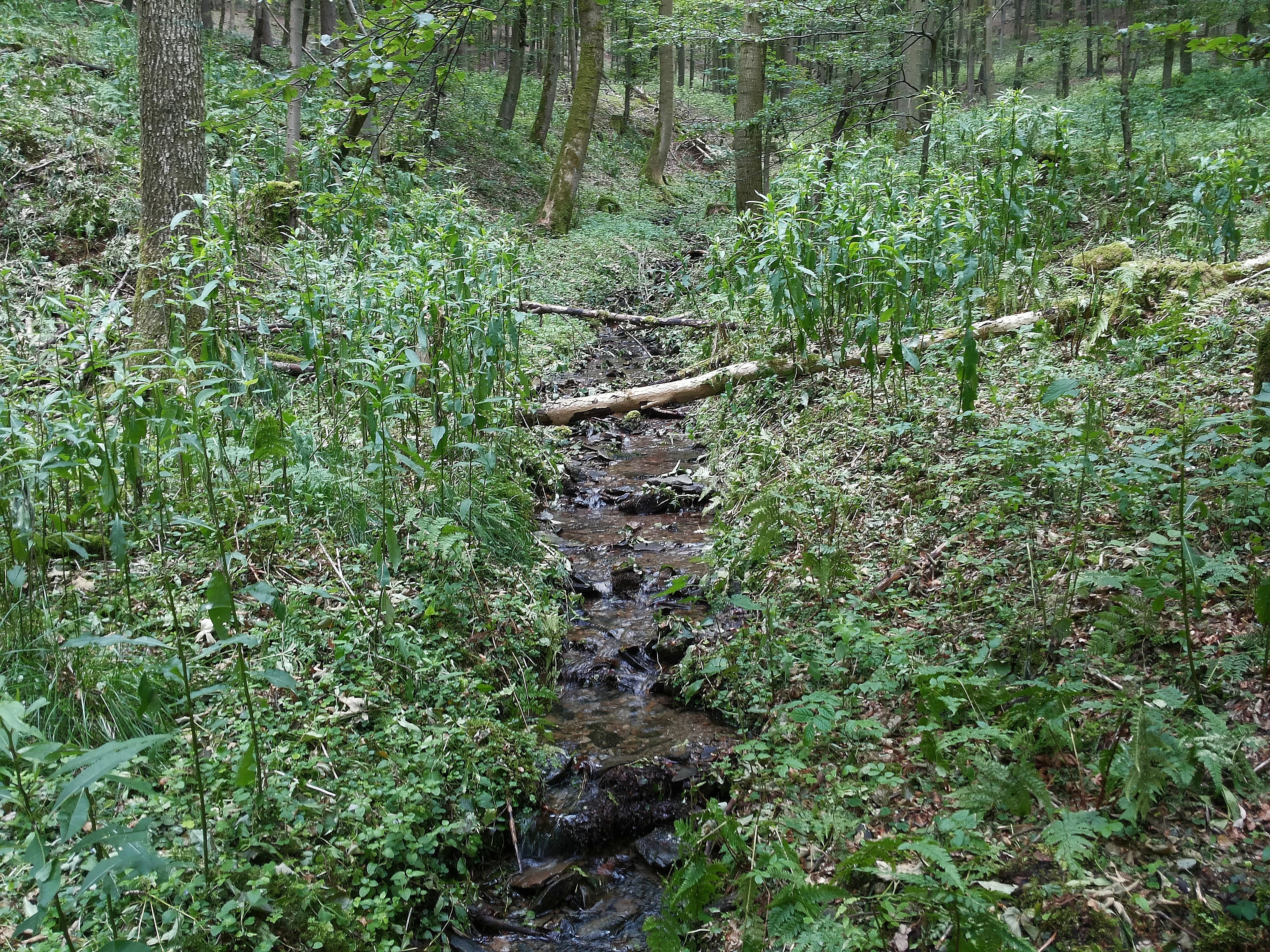 A small narrow stream flows through a lush green deciduous forest with fallen logs crossing the water.