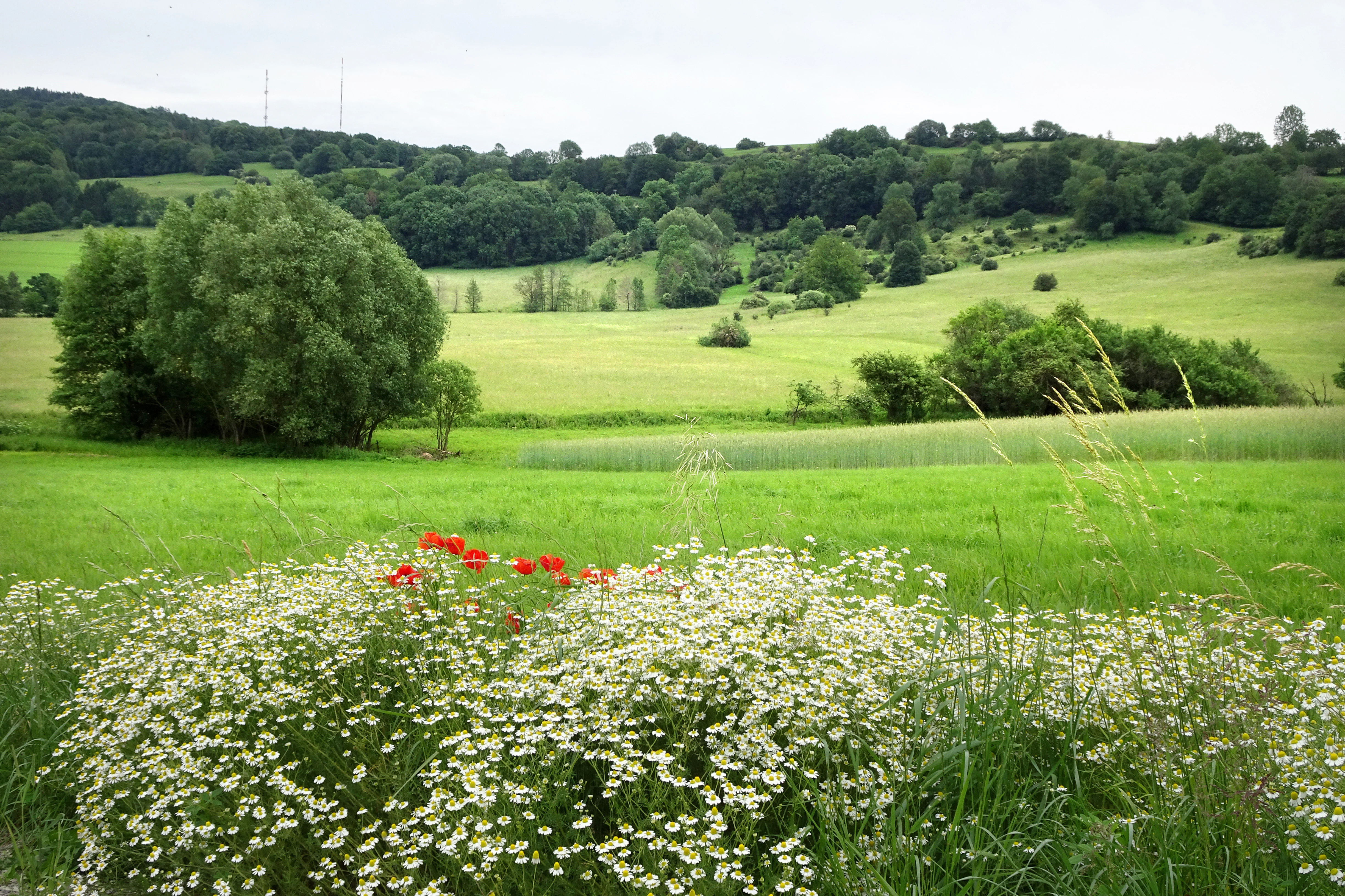 A wide view of a green meadow landscape with wild daisies and poppies in the foreground, rolling hills with forests in the background, and an overcast sky.