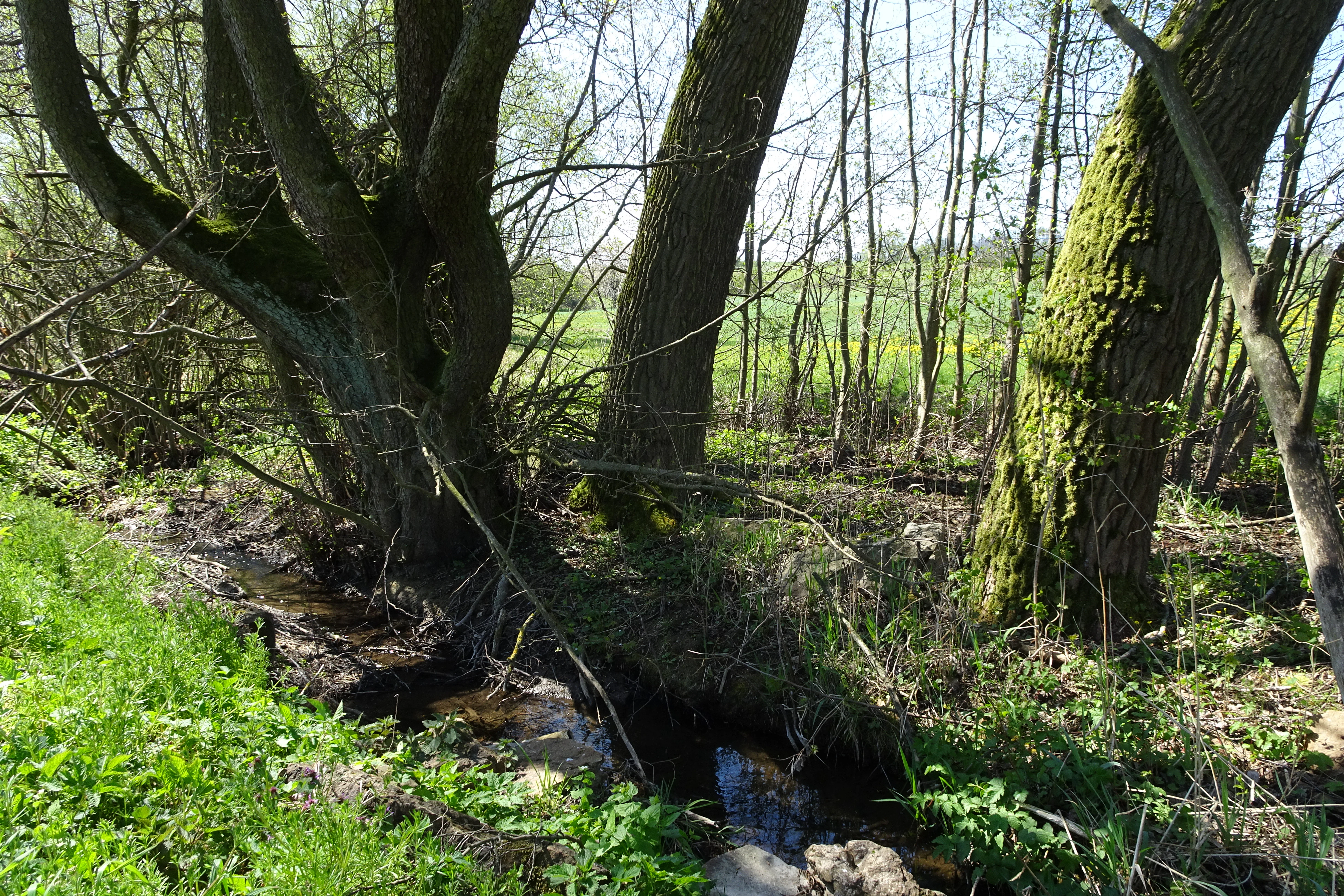 A small, narrow stream winds between mature mossy tree trunks in a lush, green spring forest setting.