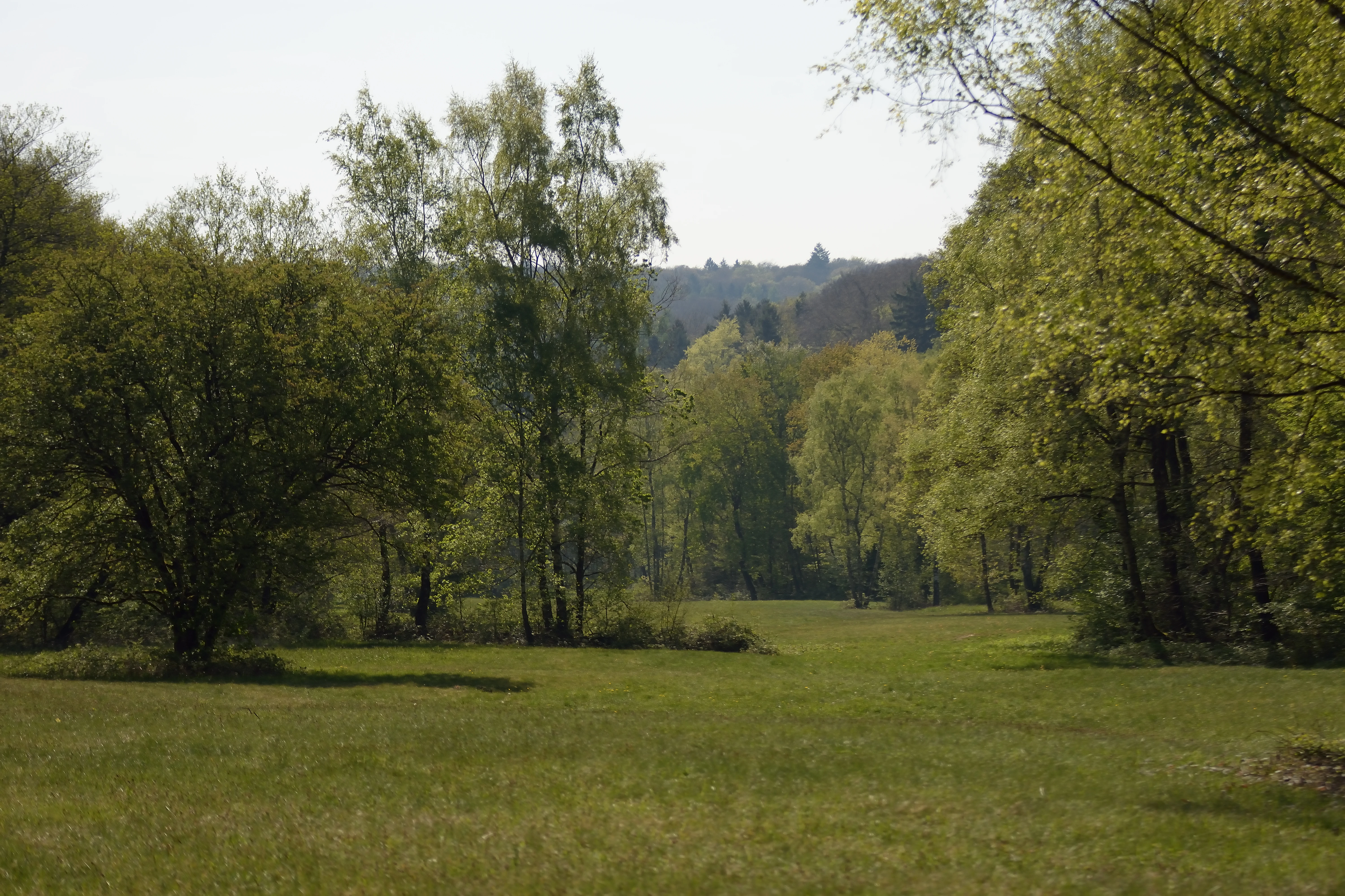 A green meadow surrounded by leafy deciduous trees, with a slightly elevated forested hill in the background.