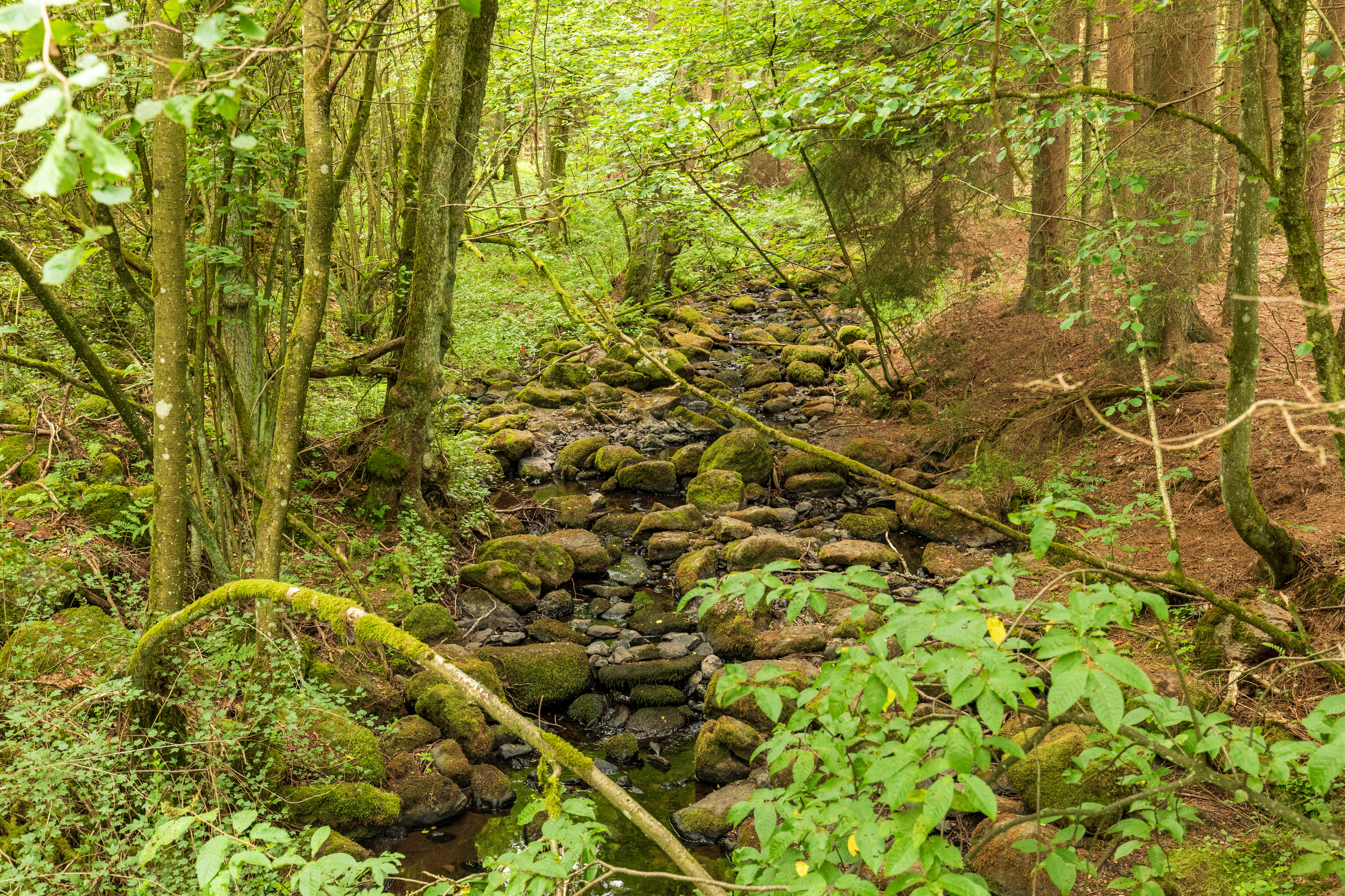 A small, narrow forest stream with mossy rocks and pebbles, surrounded by dense deciduous trees and greenery.