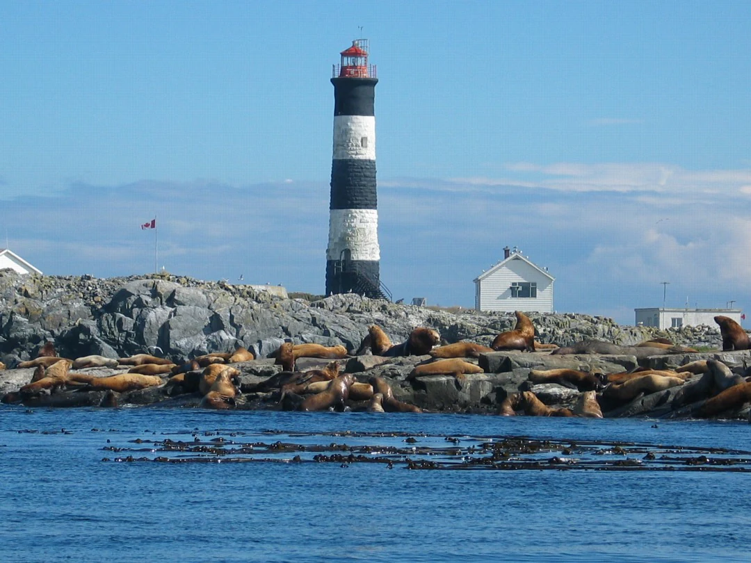 A large group of sea lions resting on rocky terrain at the base of the black and white striped Race Rocks lighthouse.