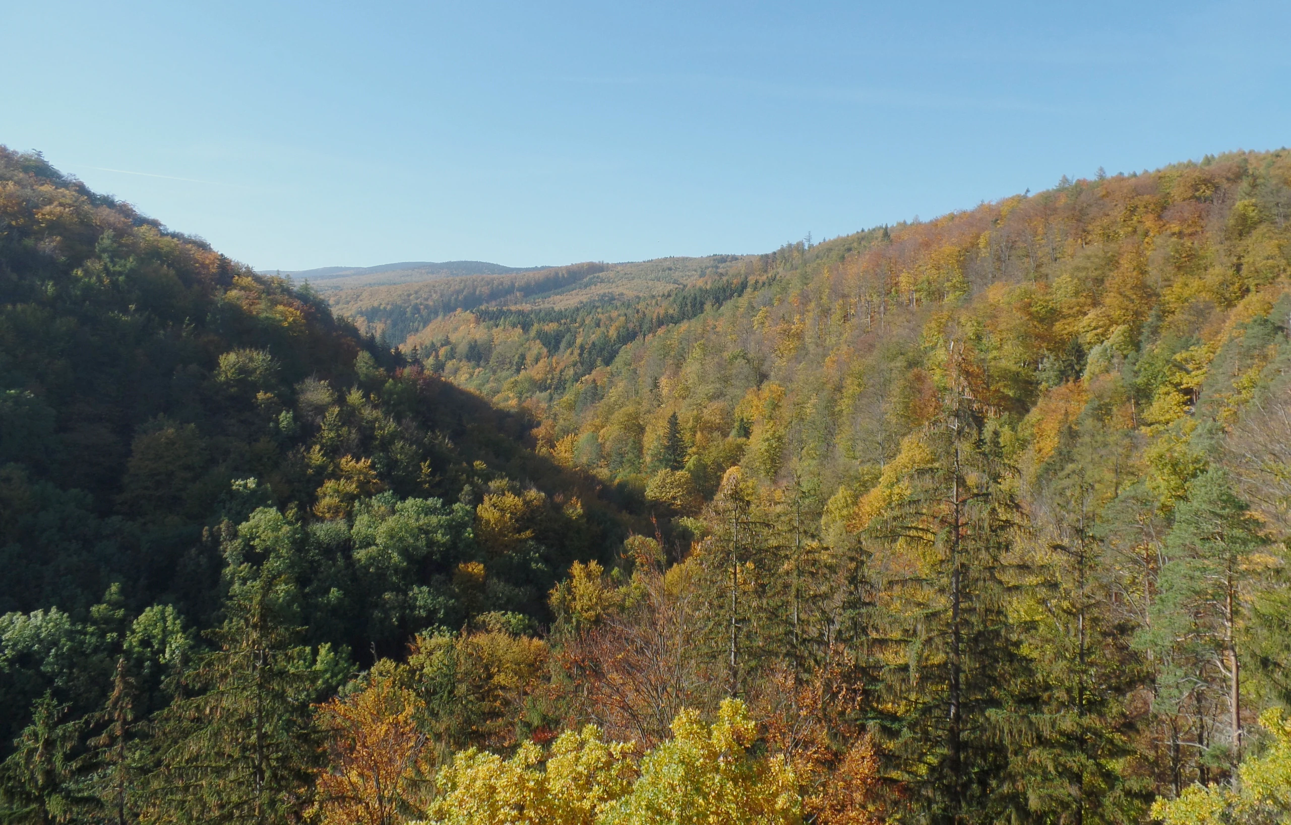A wide, eye-level outdoor shot of a forested valley during autumn, with colorful foliage and coniferous trees visible under a clear blue sky.