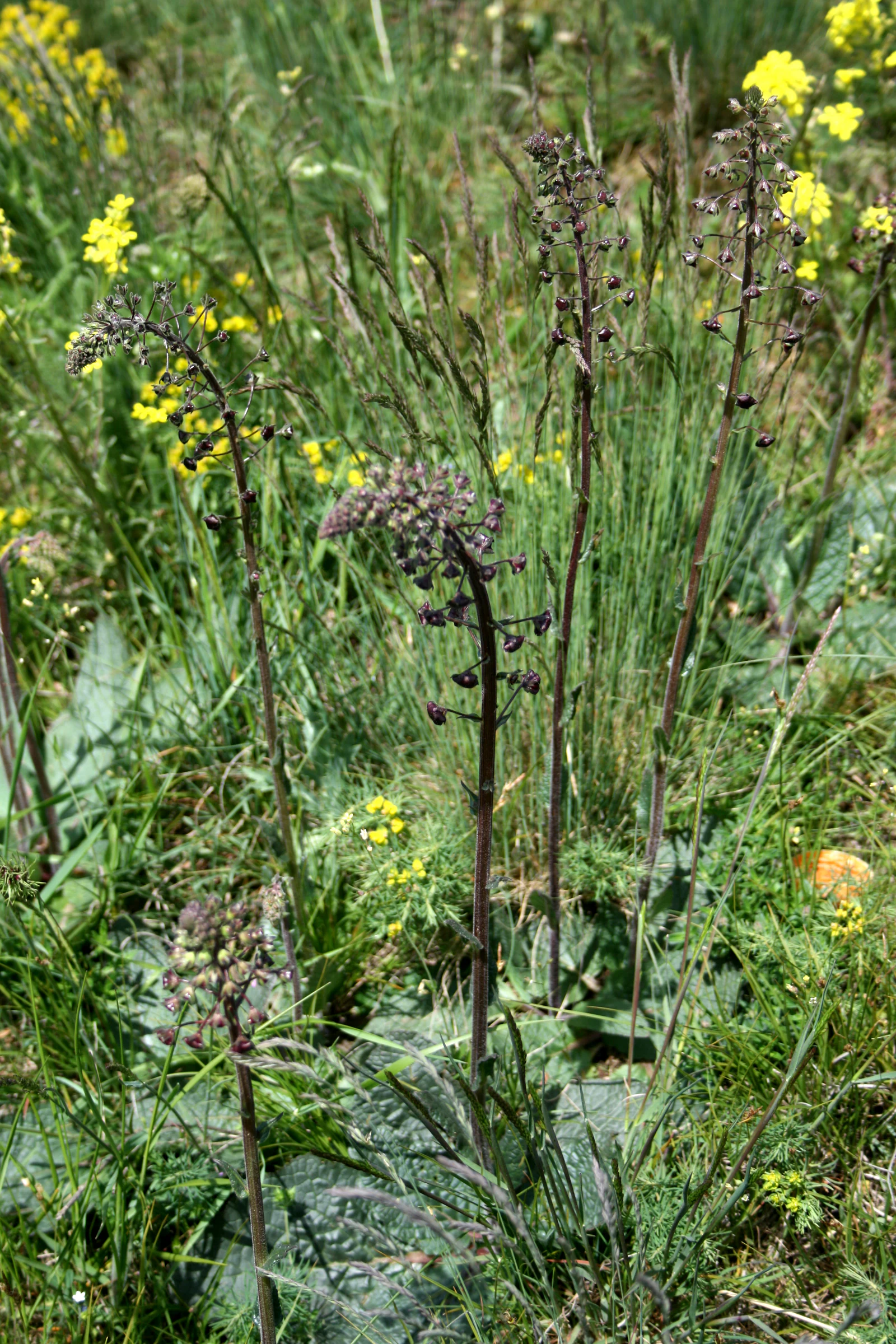 A cluster of purple mullein plants with dark purple flower spikes rising above green grass and small yellow wildflowers.