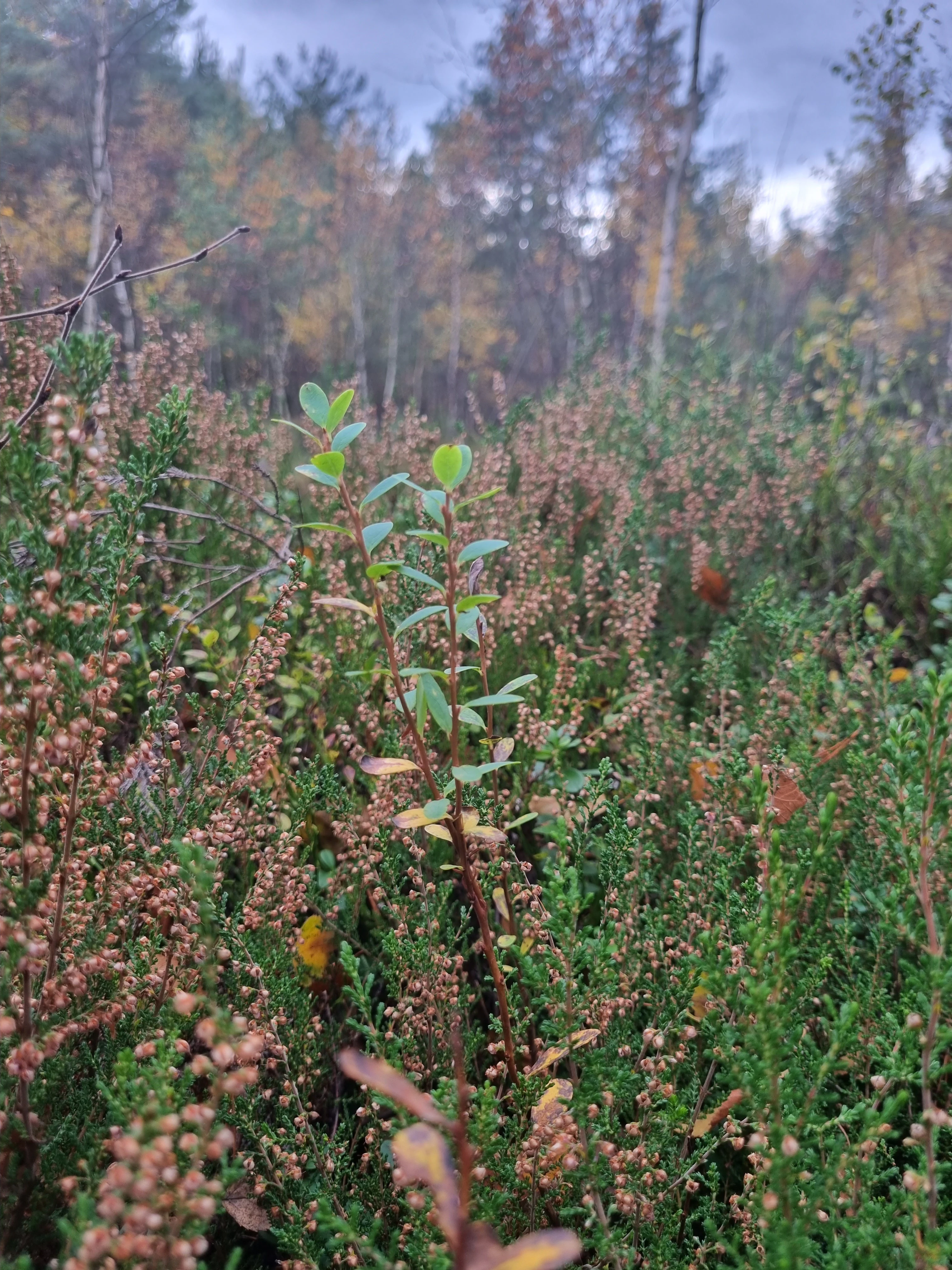 A close up view of low-lying bog plants, including green leafy stems of bog bilberry and numerous small brownish-pink heather flowers, with a blurred forest in the background.
