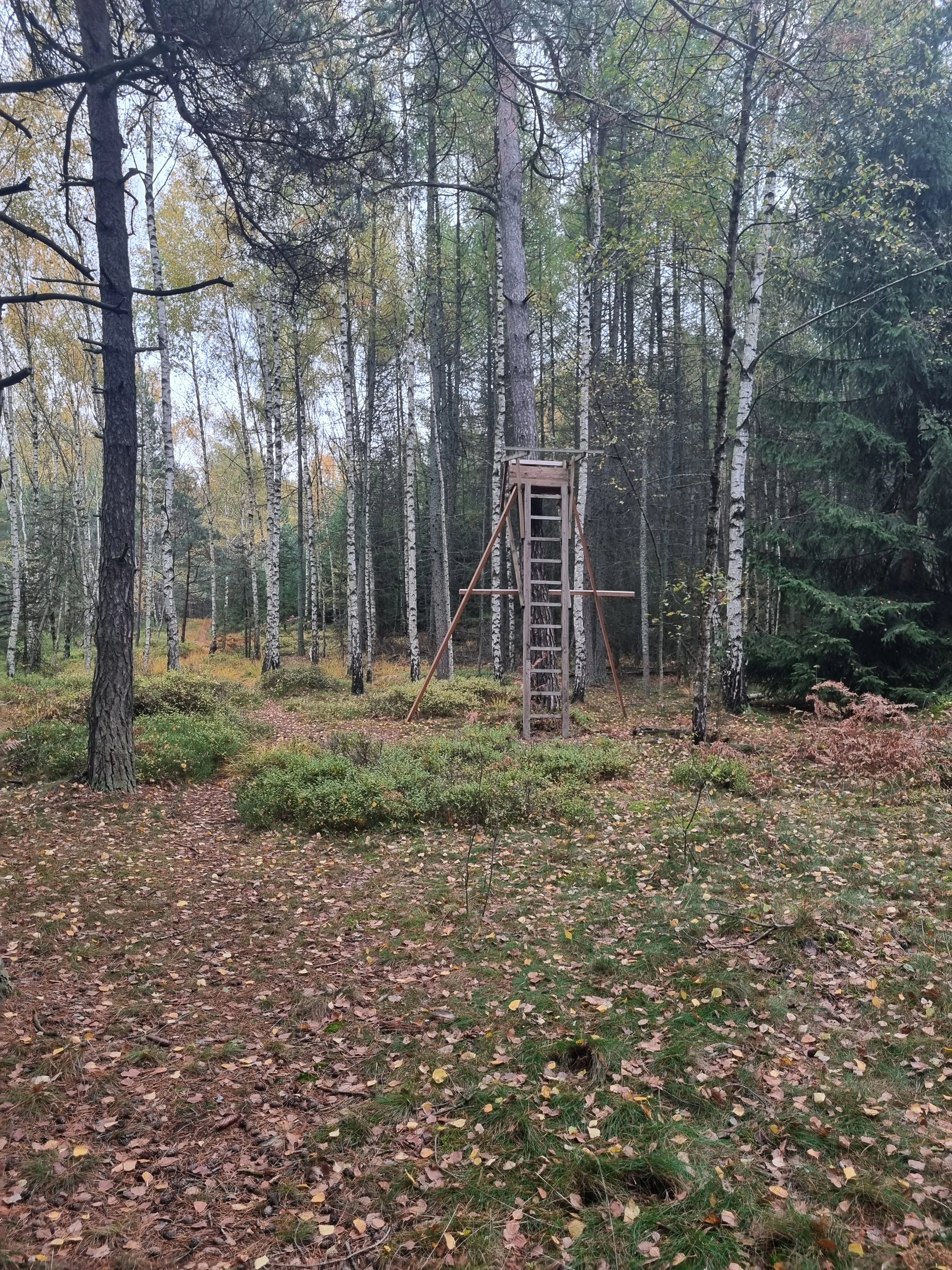 A wooden hunting stand elevated on four poles stands in a clearing within a dense forest of birch and conifer trees with fallen autumn leaves on the ground.