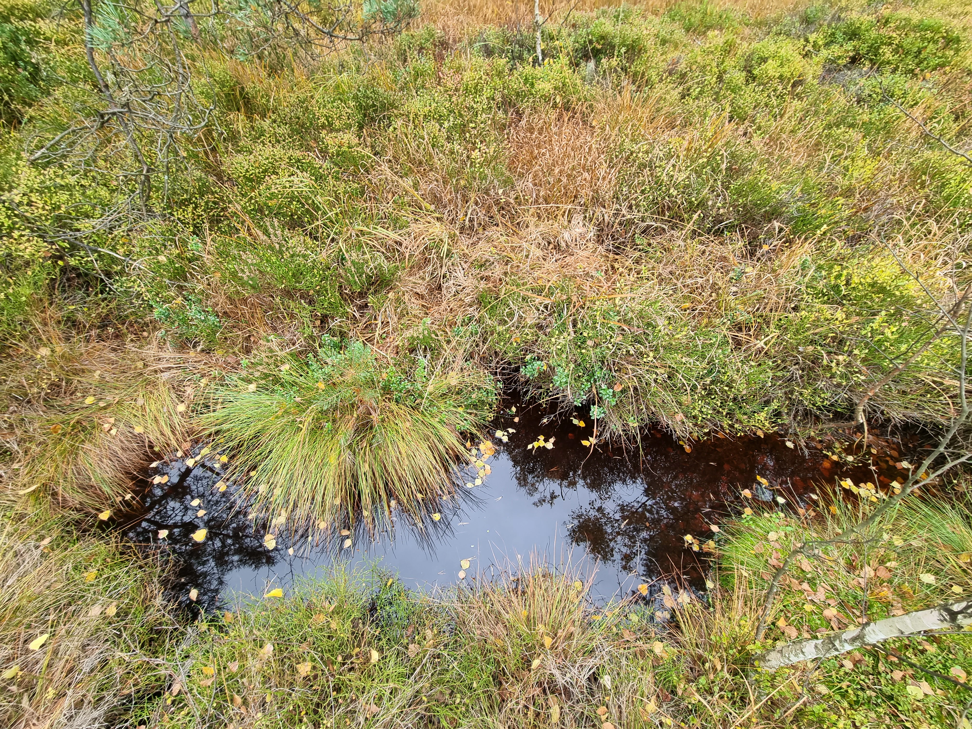 A top-down view of a small, dark, still pond surrounded by dense grasses, bog shrubs, and scattered fallen leaves in a peatland environment.
