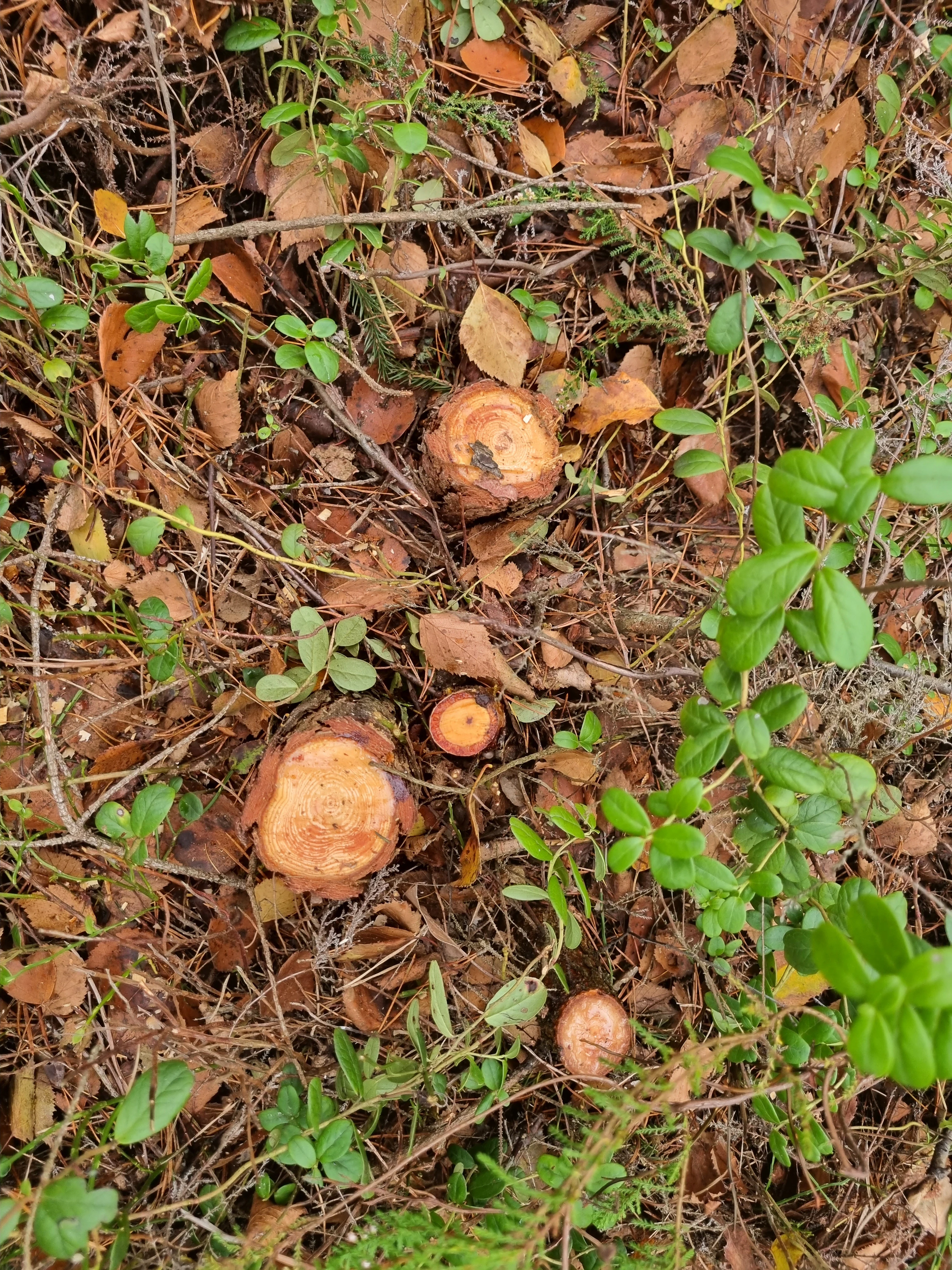 Top-down view of several small, fresh tree stumps surrounded by forest floor litter and green lingonberry shrubs.
