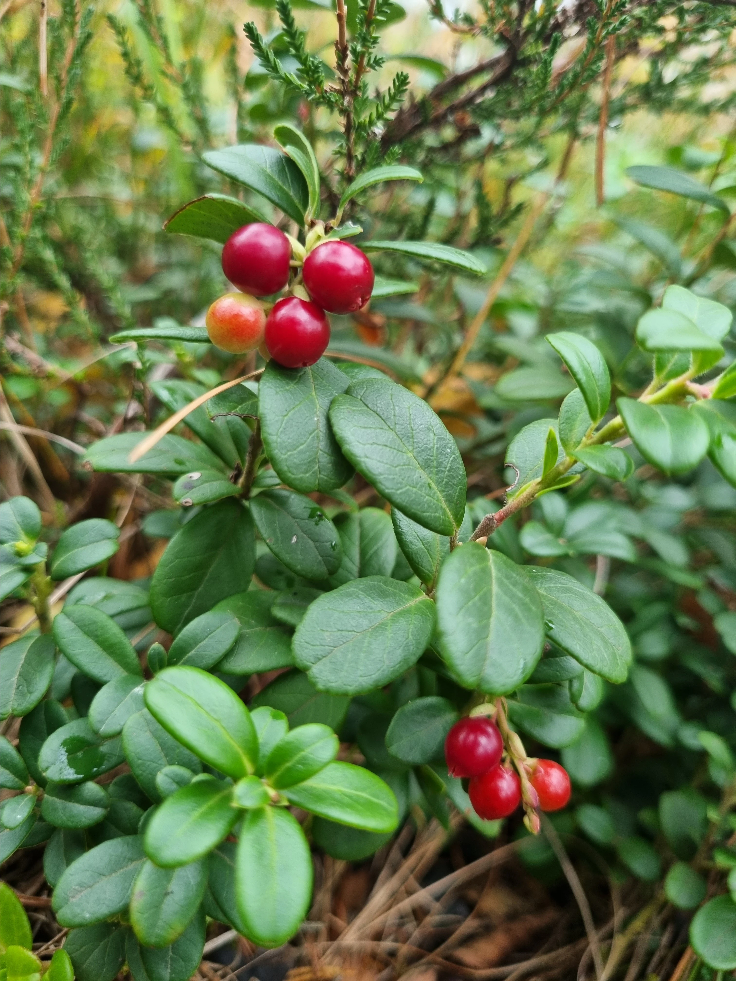 A close-up photograph of a lingonberry plant showing clusters of small, bright red berries and oval, dark green leaves.