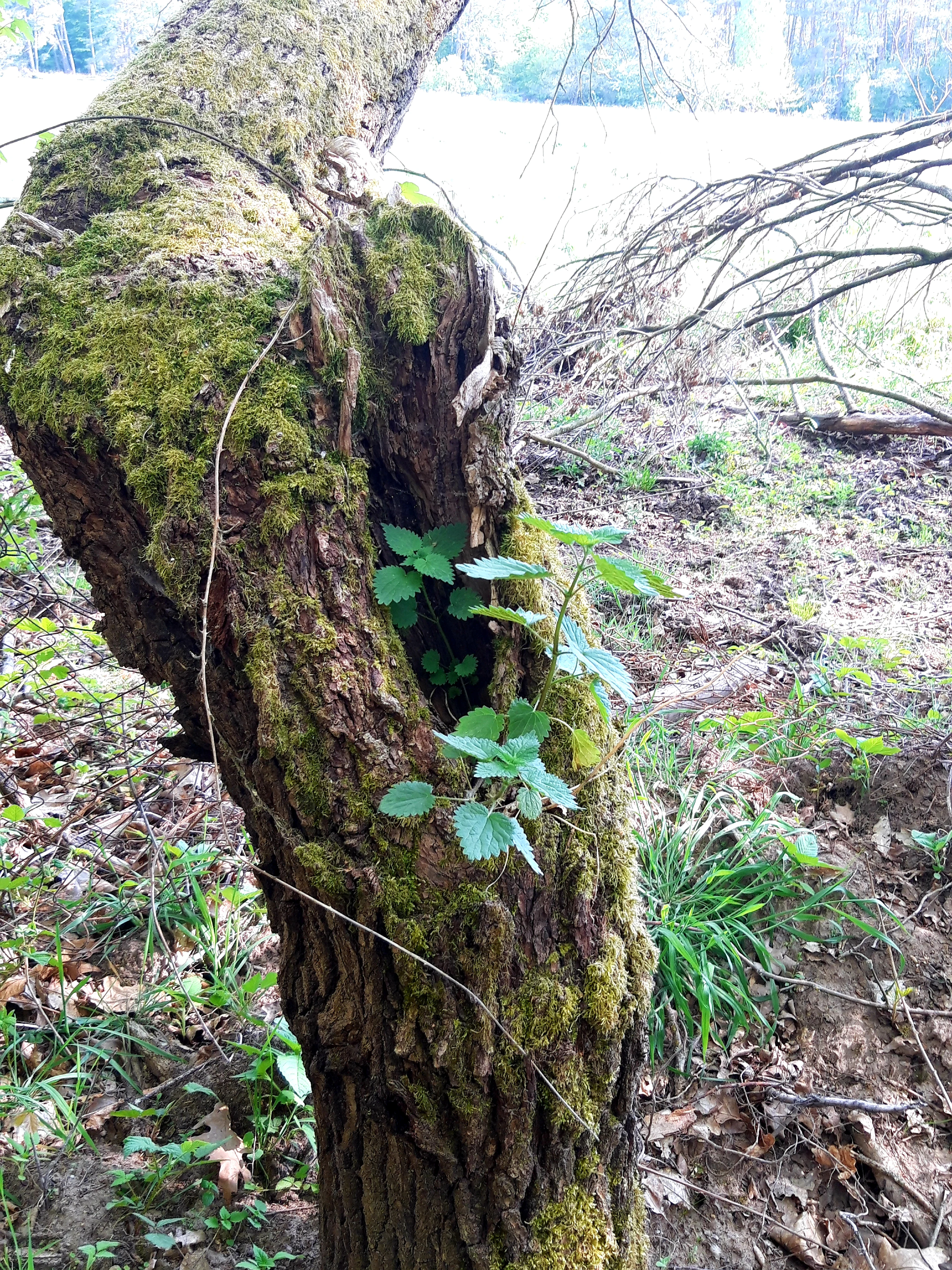 Close-up of a weathered, moss-covered tree trunk featuring a deep hollow that contains fresh green leaves, set in a wooded environment.