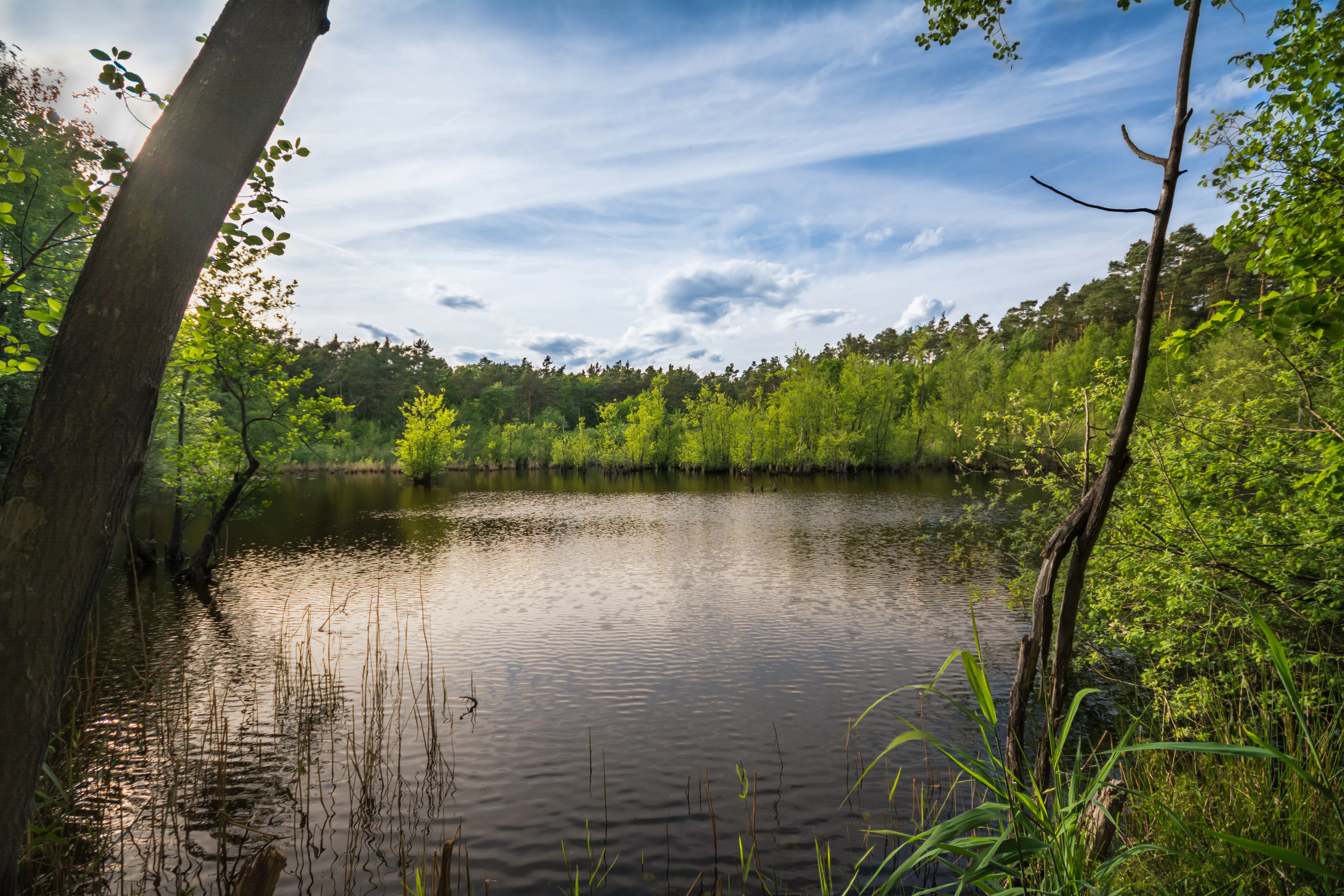 A tranquil pond surrounded by green trees and shrubs, with a reflection of the sky on the water surface.