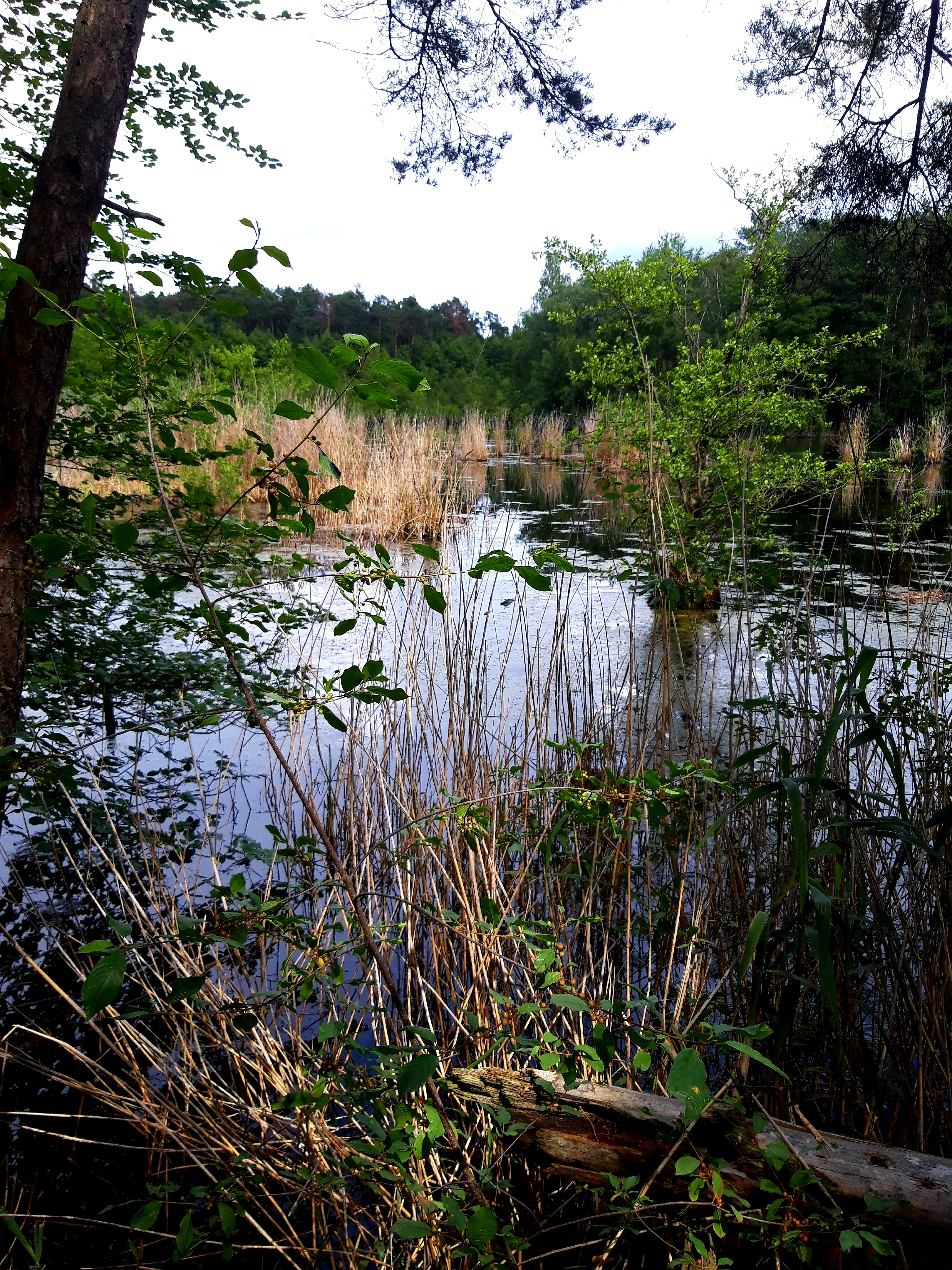 A serene pond framed by trees and tall grasses at the Rallenteich von Eppertshausen nature reserve, with dense forest in the background.