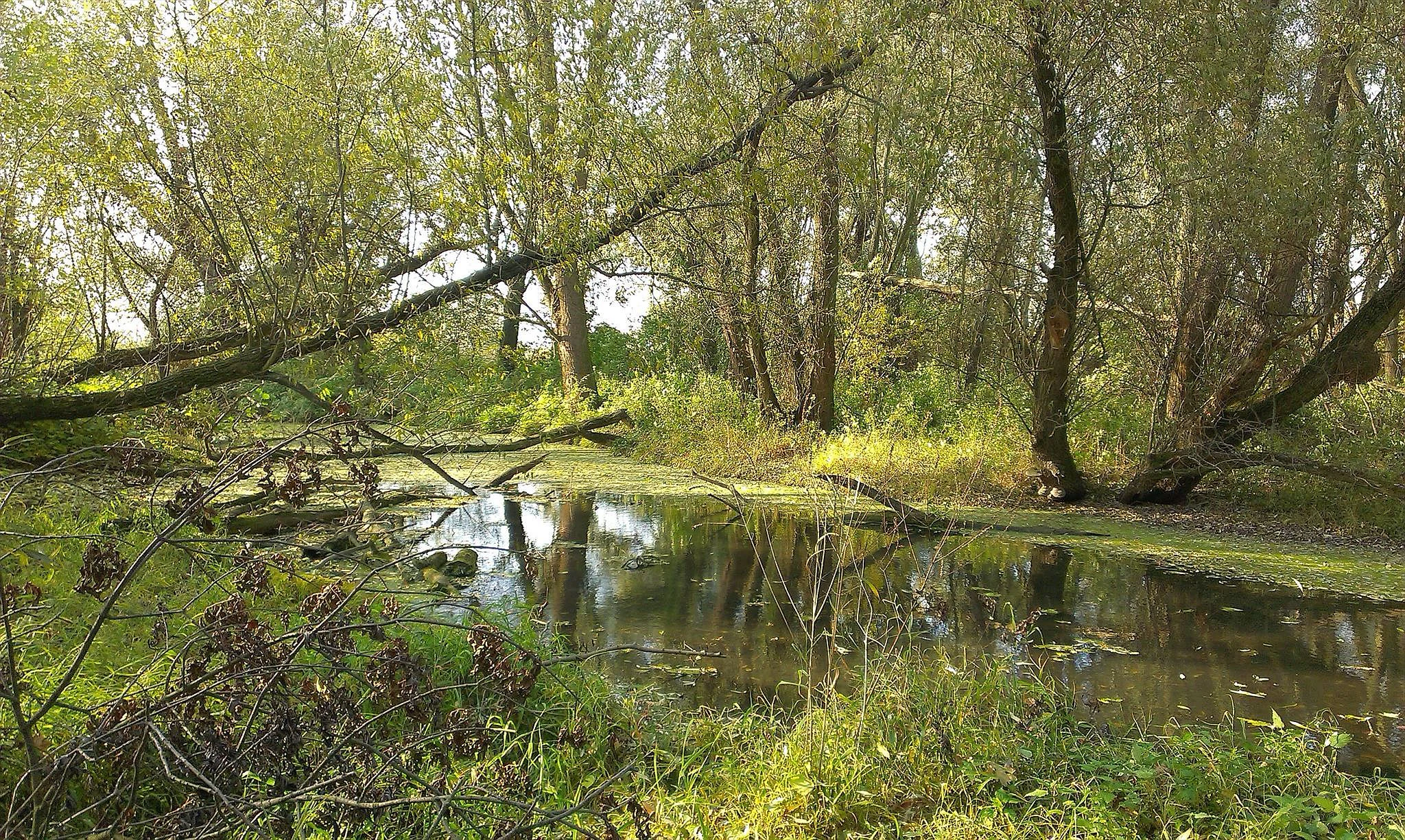 A calm, shallow oxbow lake surrounded by a dense forest with trees leaning over the water, captured in natural lighting.