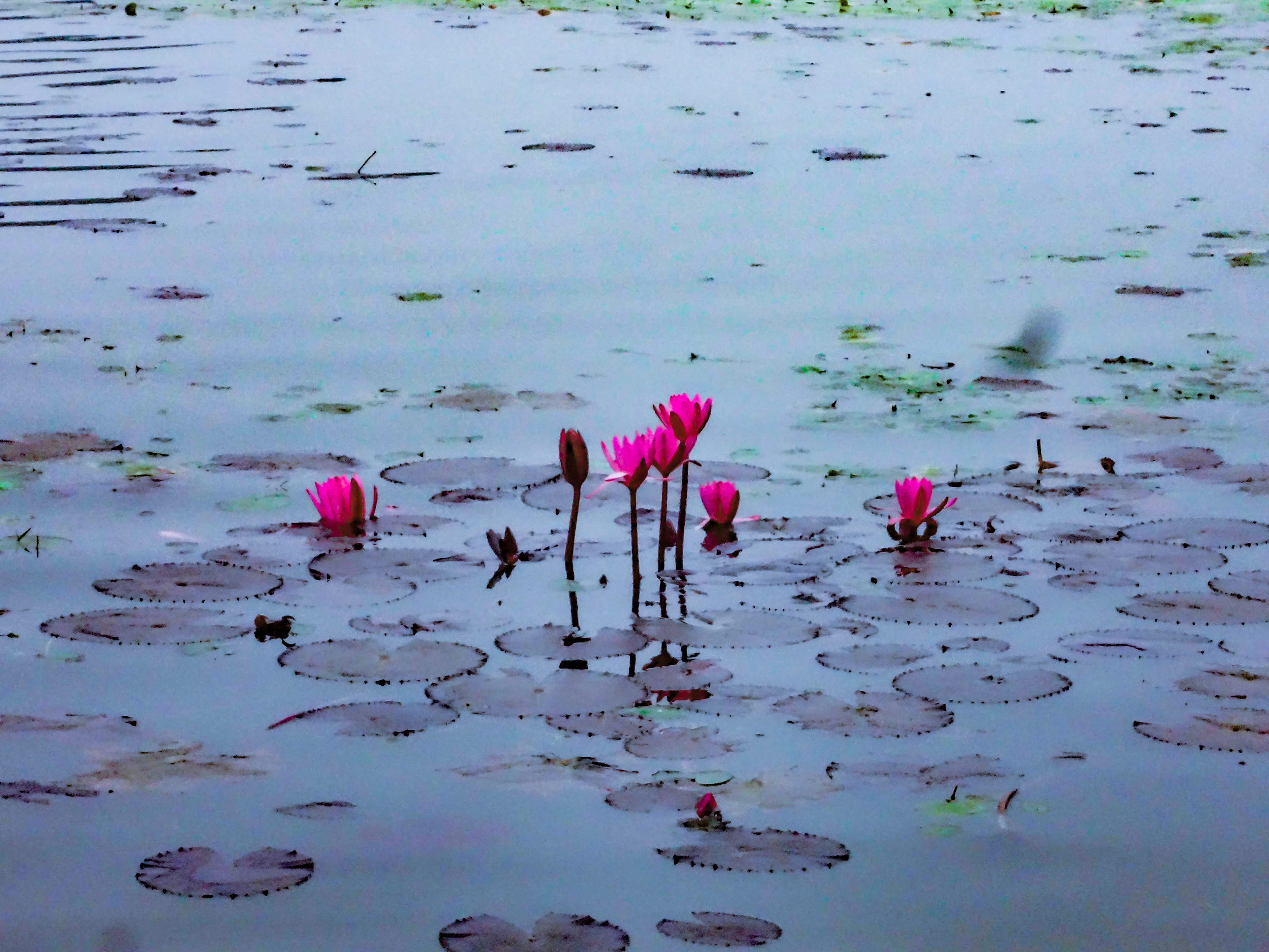 Nenúfares rosas con hojas de nenúfar verdes flotando en agua tranquila en un embalse