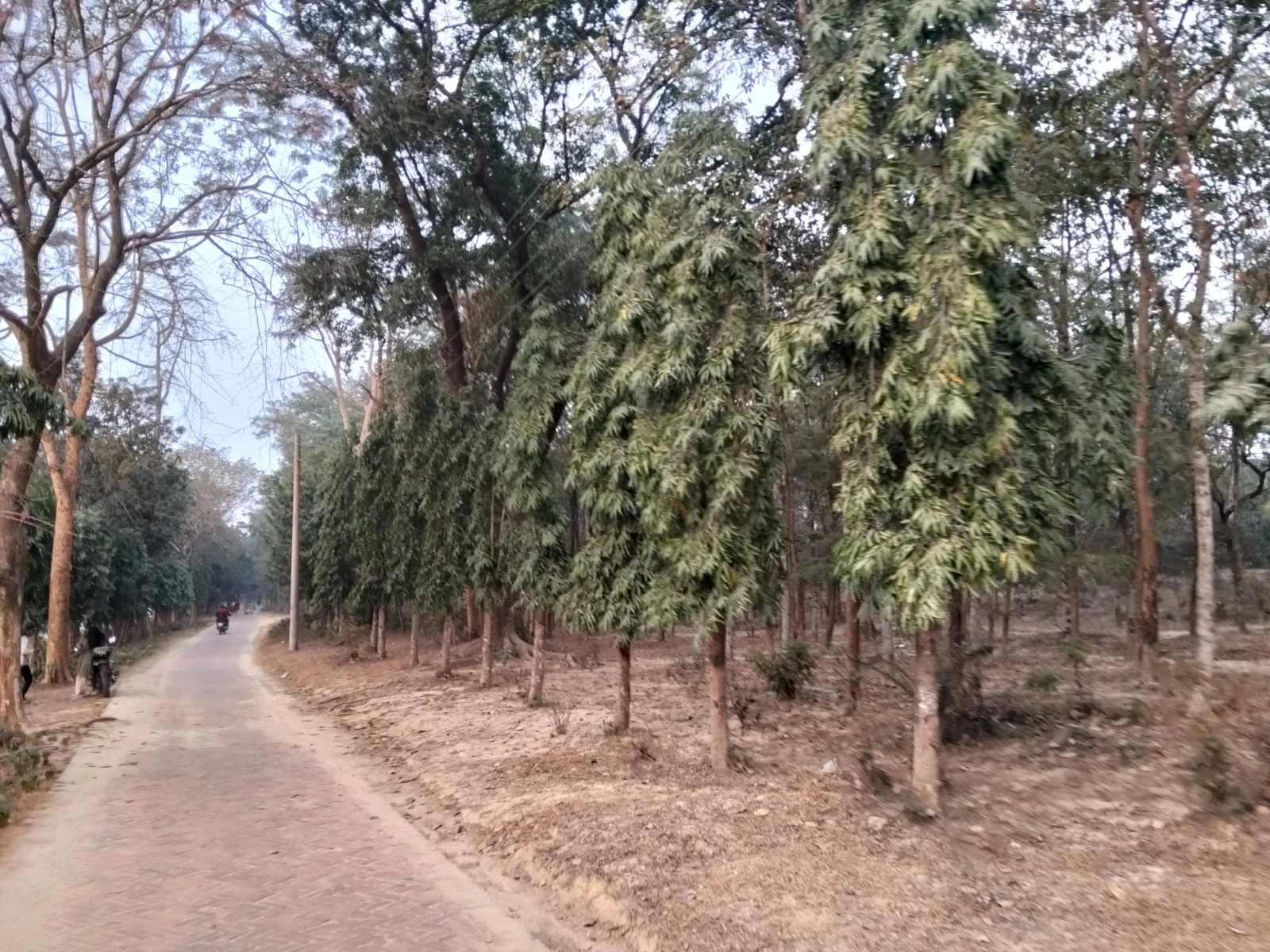 Camino de tierra en un área boscosa con árboles altos a ambos lados y personas en vehículos a lo lejos