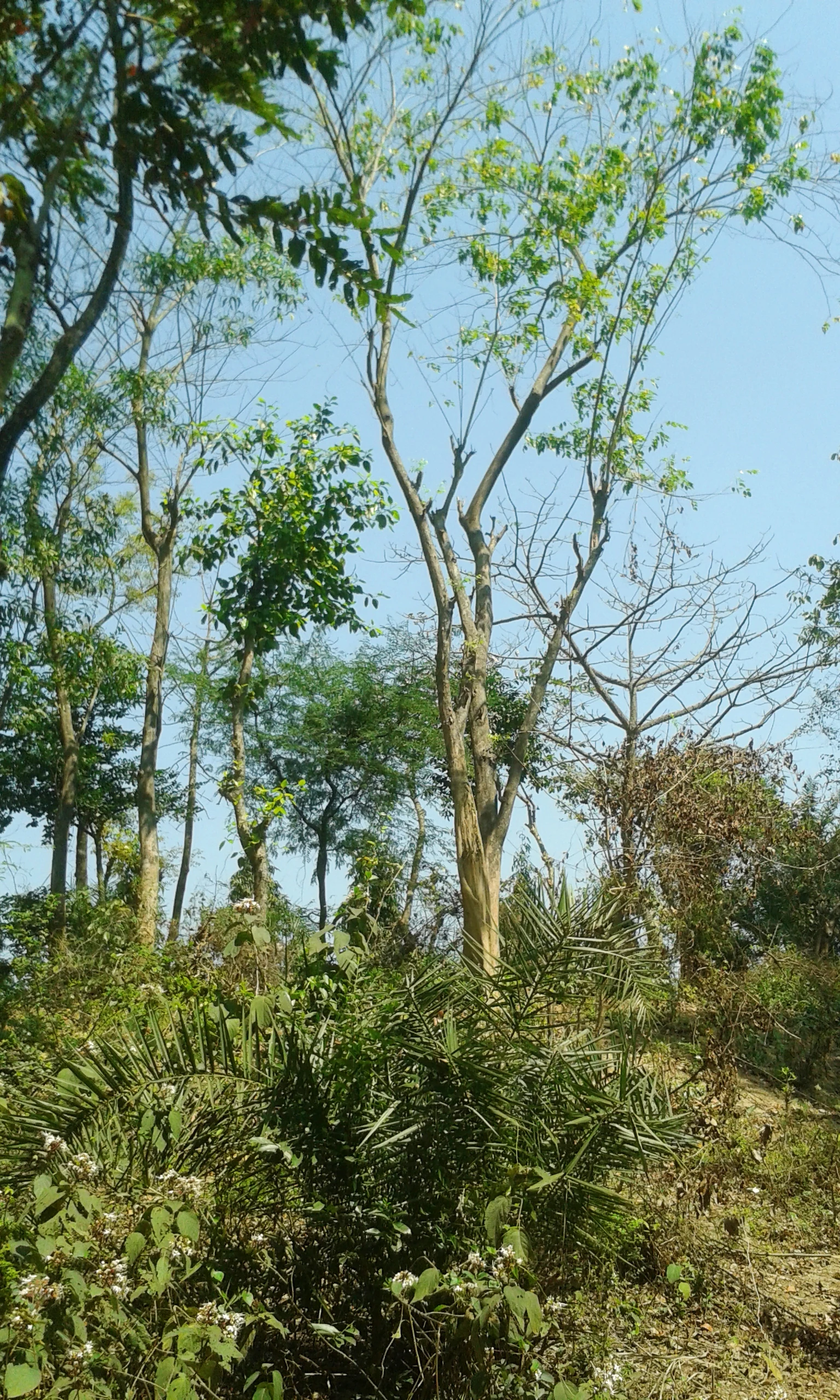Árboles altos con follaje escaso y denso bajo un cielo azul claro, con varios arbustos y plantas en primer plano