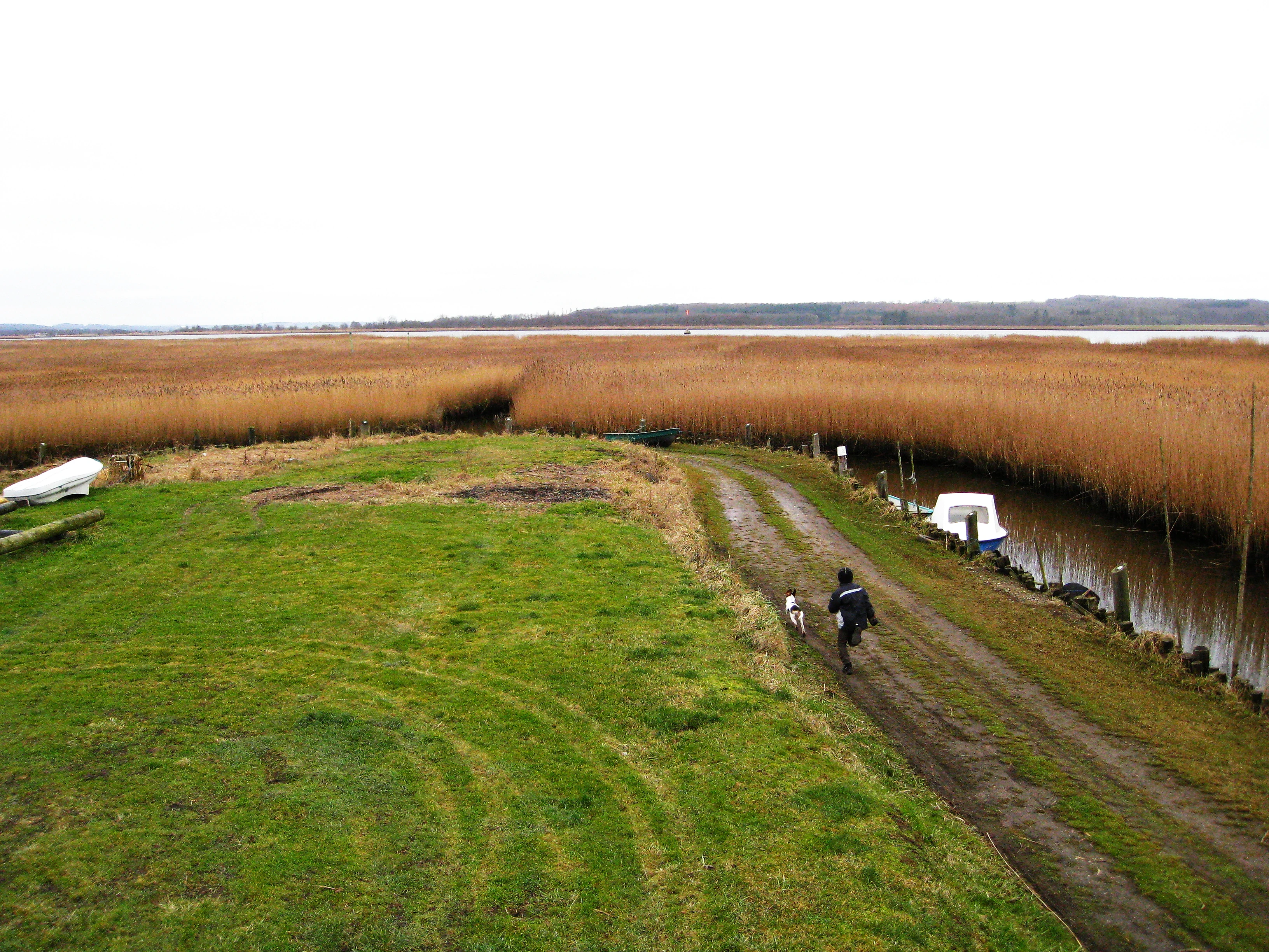 A person walking a dog on a grass and dirt path next to a narrow canal lined with tall, brown reeds at Randers Fjord.