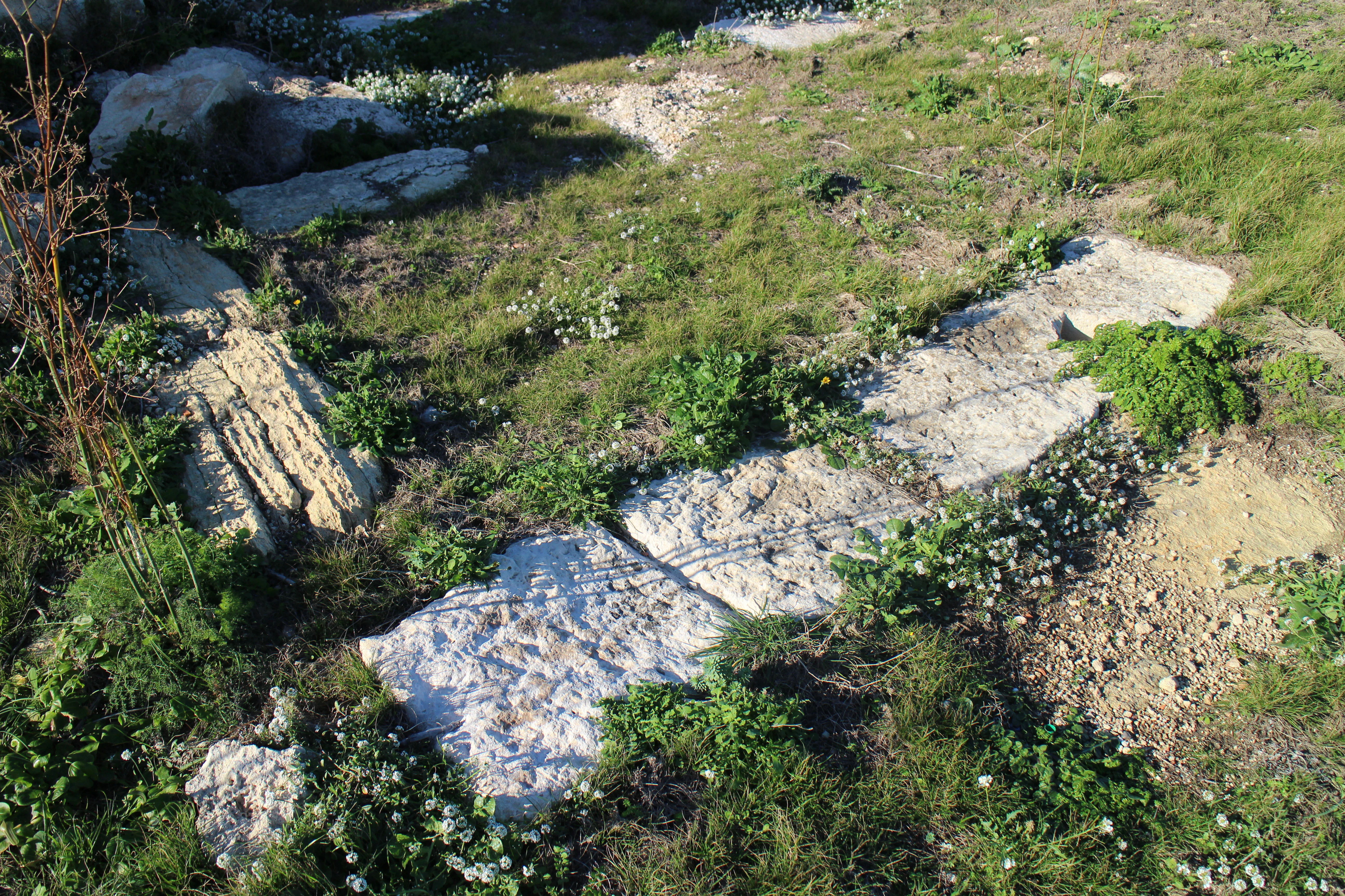 Ancient stone wall foundations embedded in grassy terrain at the Ras ir-Raħeb archaeological site.