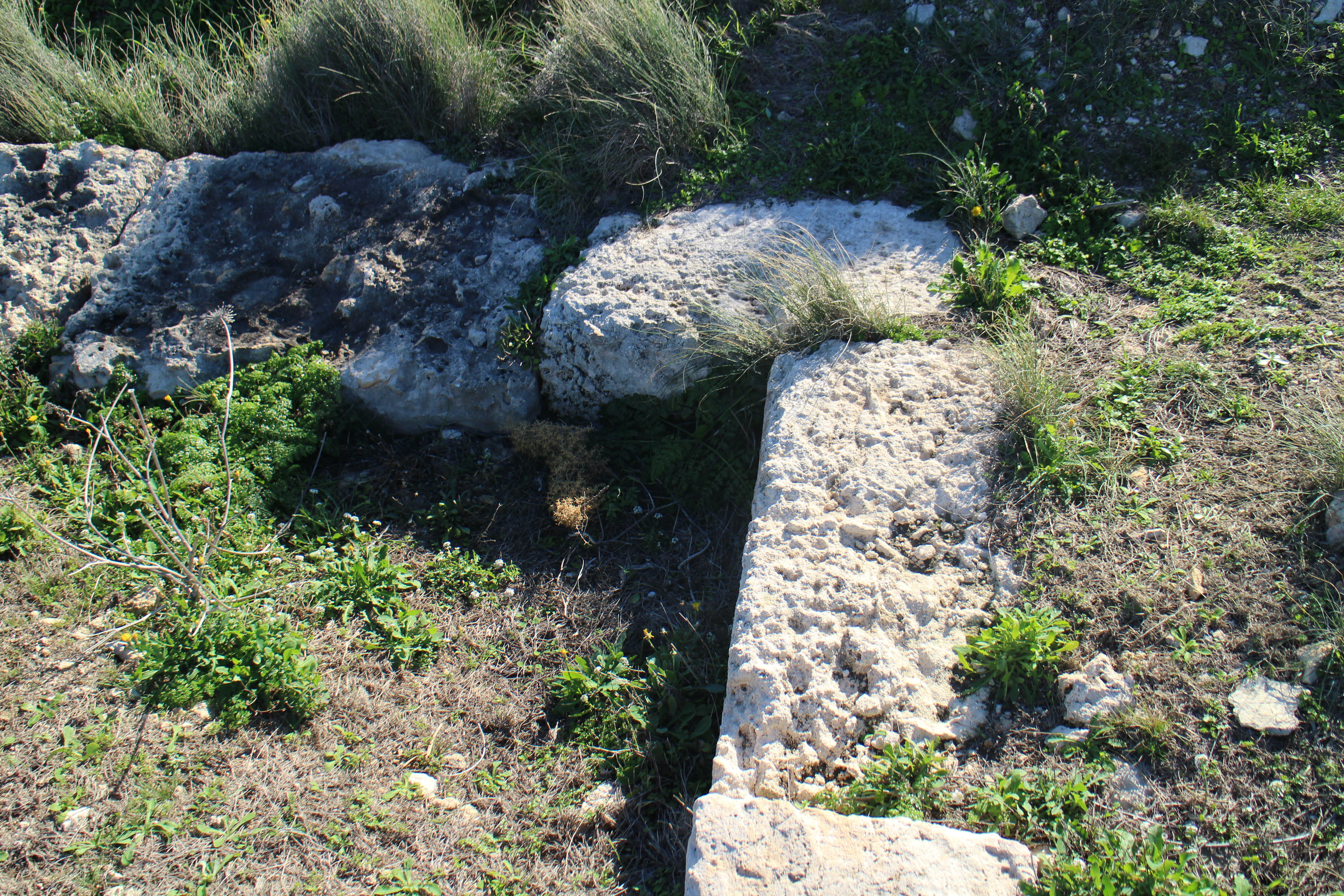Top-down view of rectangular limestone blocks embedded in dirt and sparse coastal vegetation at Ras ir-Raħeb.