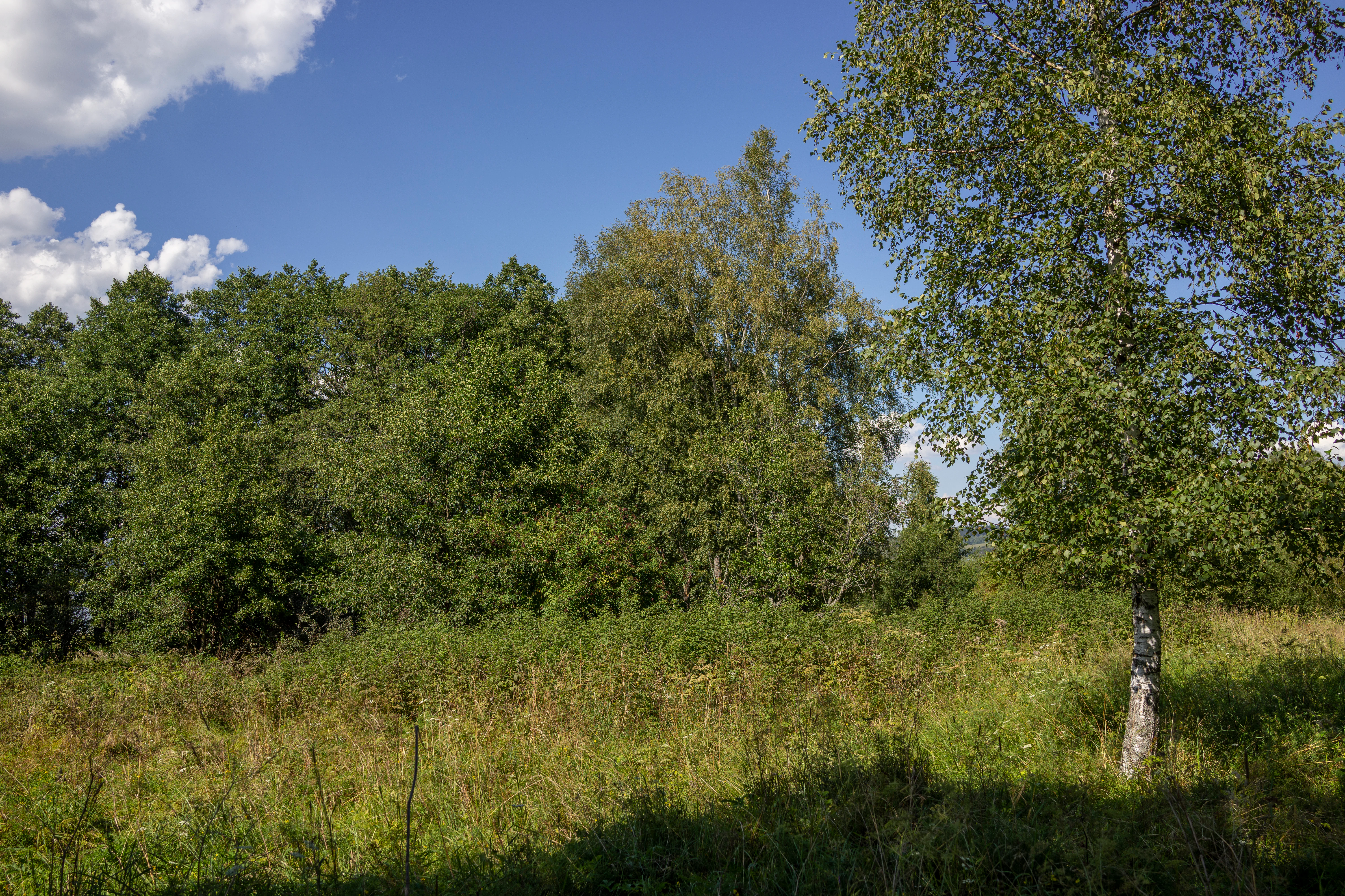A sunny summer view of a green meadow bordered by a line of mature deciduous trees, including birch and alder, under a bright blue sky with scattered clouds.