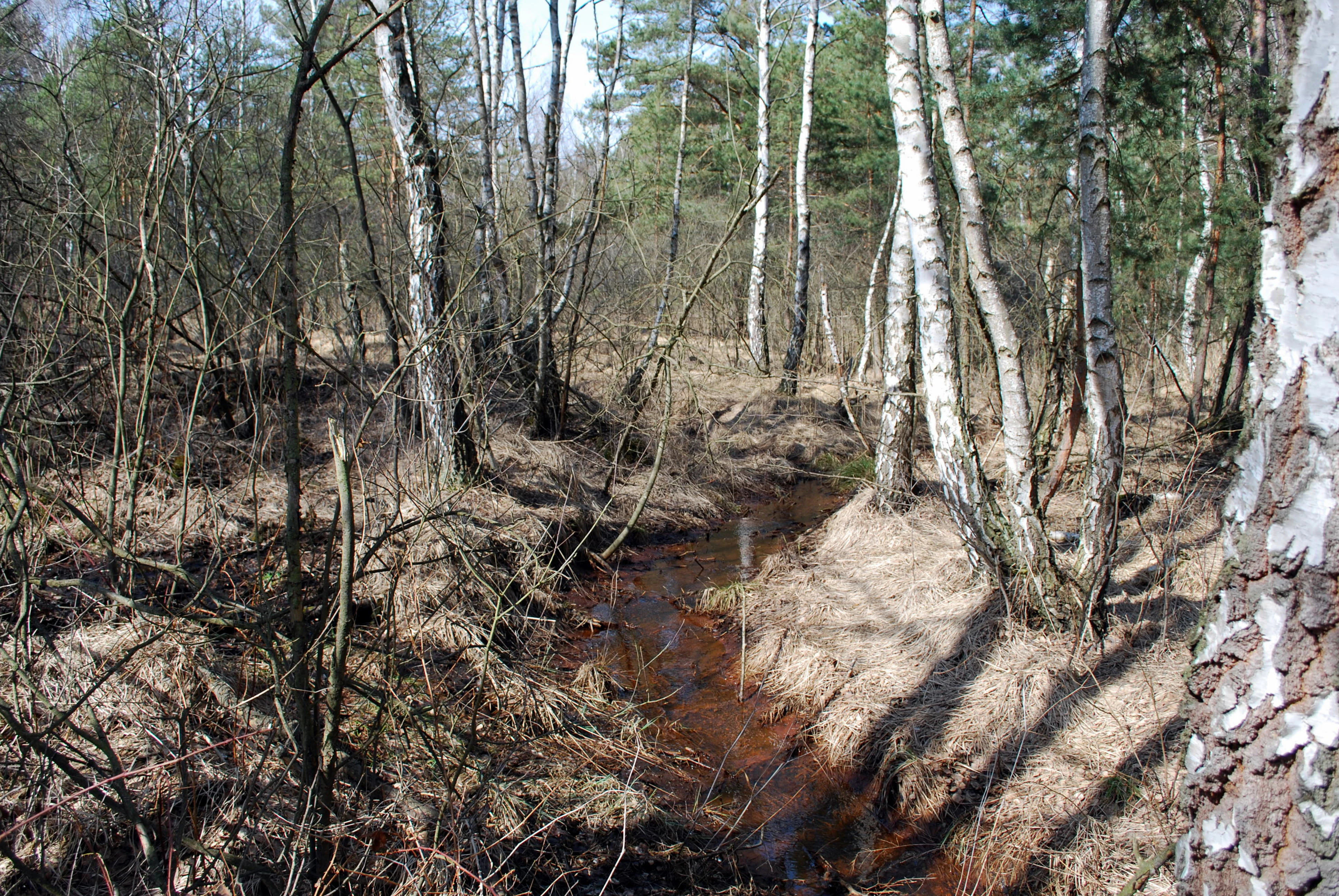 A small, narrow stream with brownish water flows through a spring-fed peat bog area with scattered birch and pine trees during early spring.