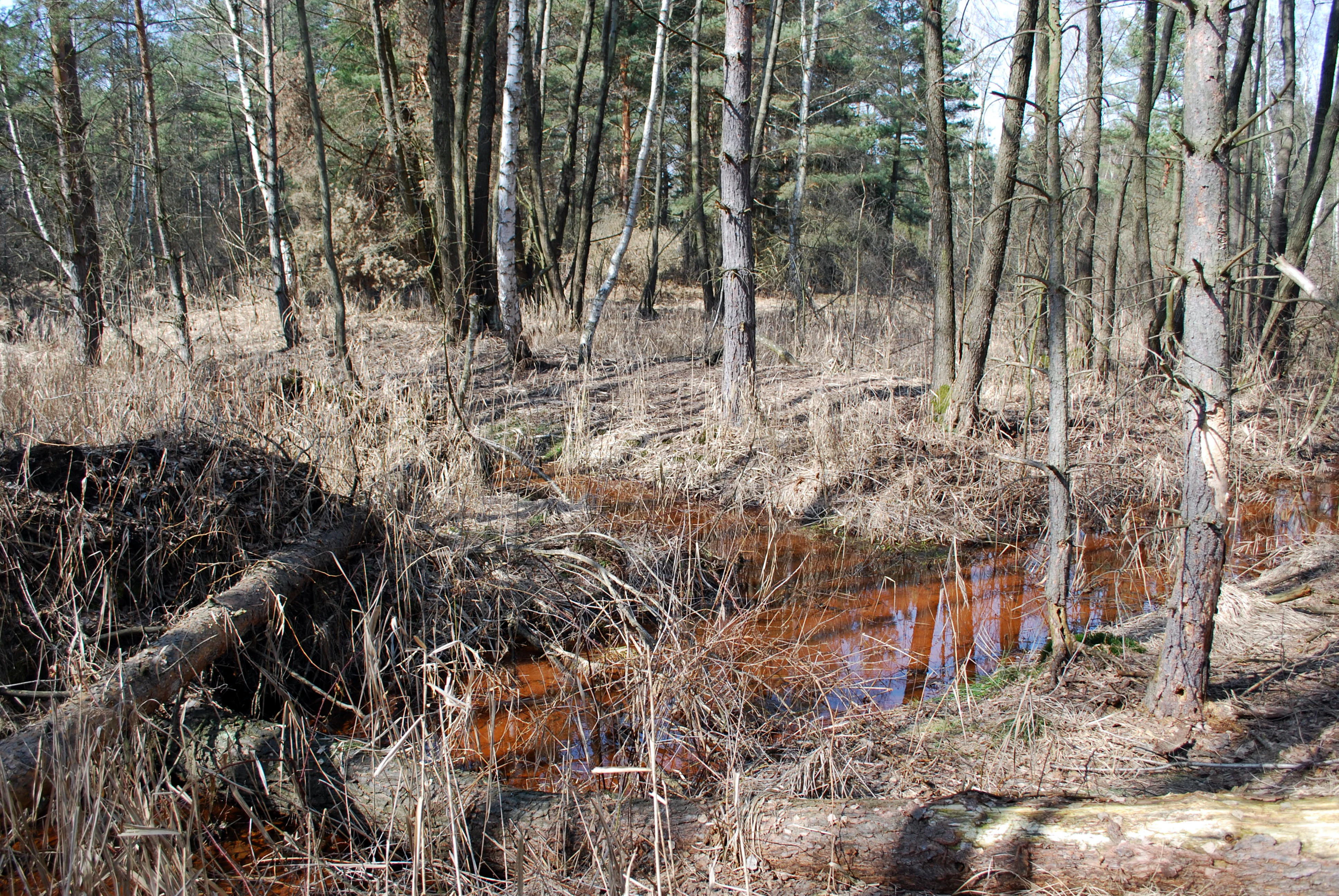 A small stream with tannin-stained orange water flows through a boggy, forested landscape with thin birch and pine trees and dried brown grasses.