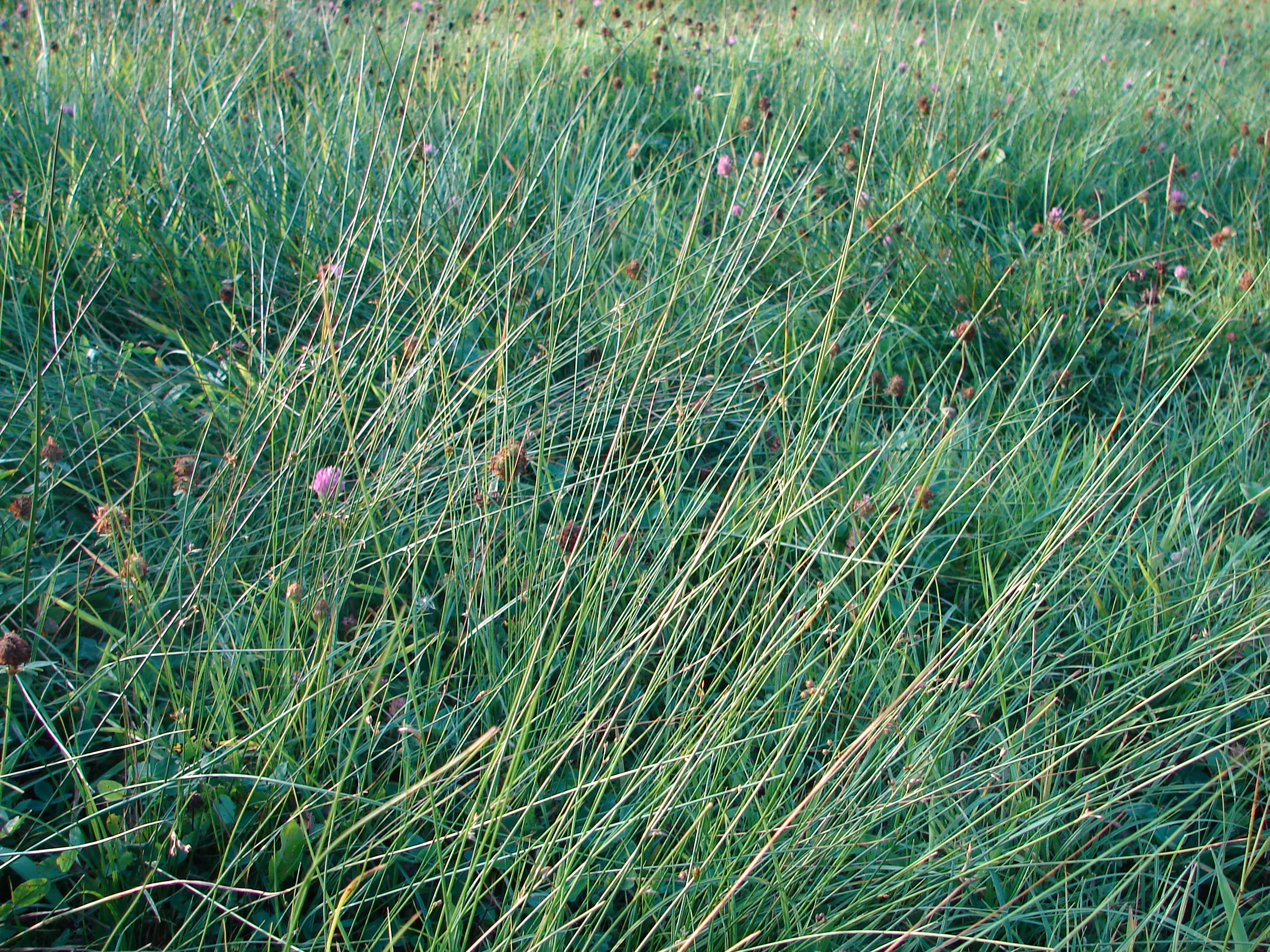 A close-up view of tall green grass and small pink wildflower blooms growing in a meadow.