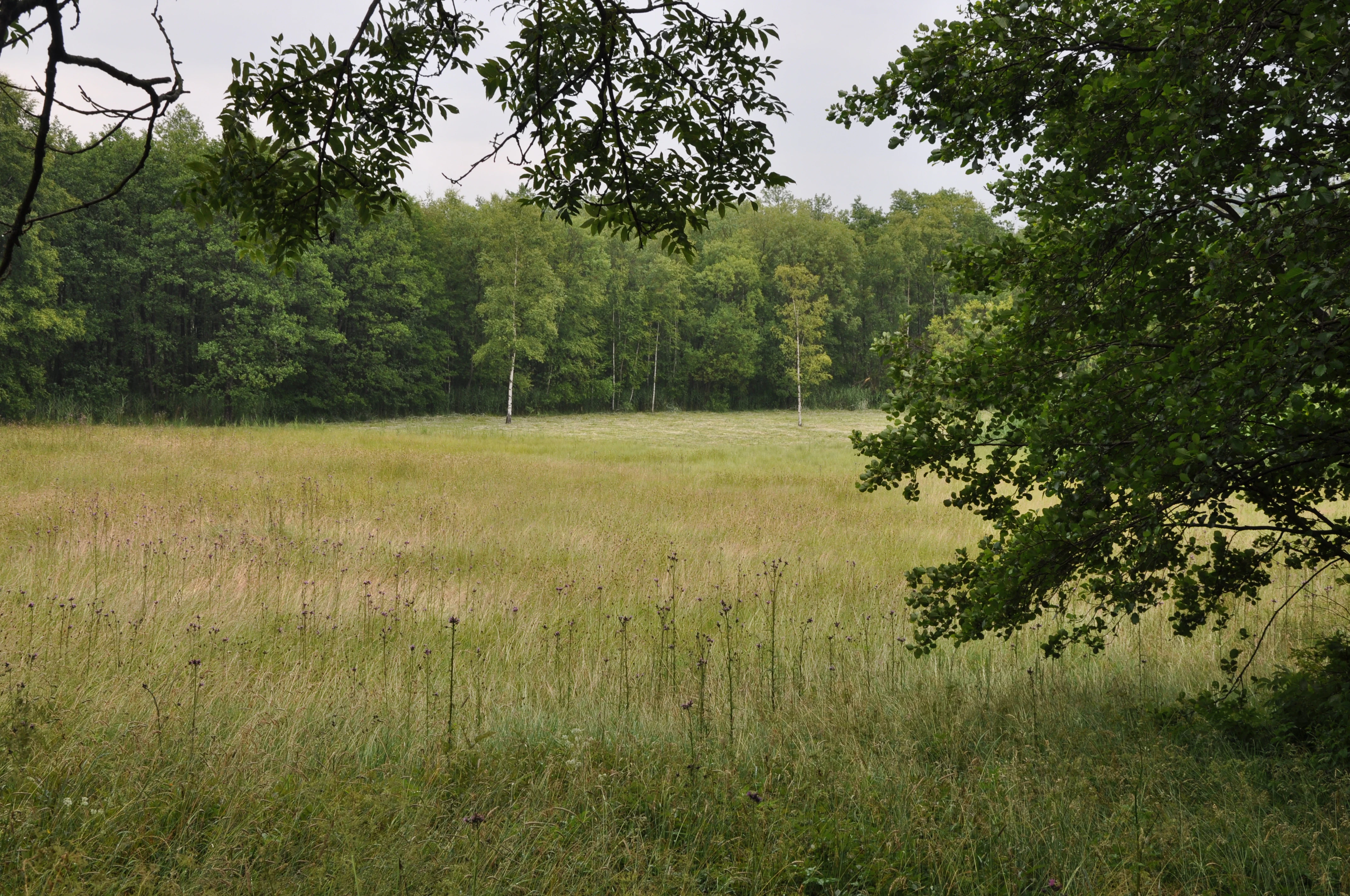 A wide shot of an open, grassy meadow surrounded by a line of dense, green deciduous trees under an overcast sky.