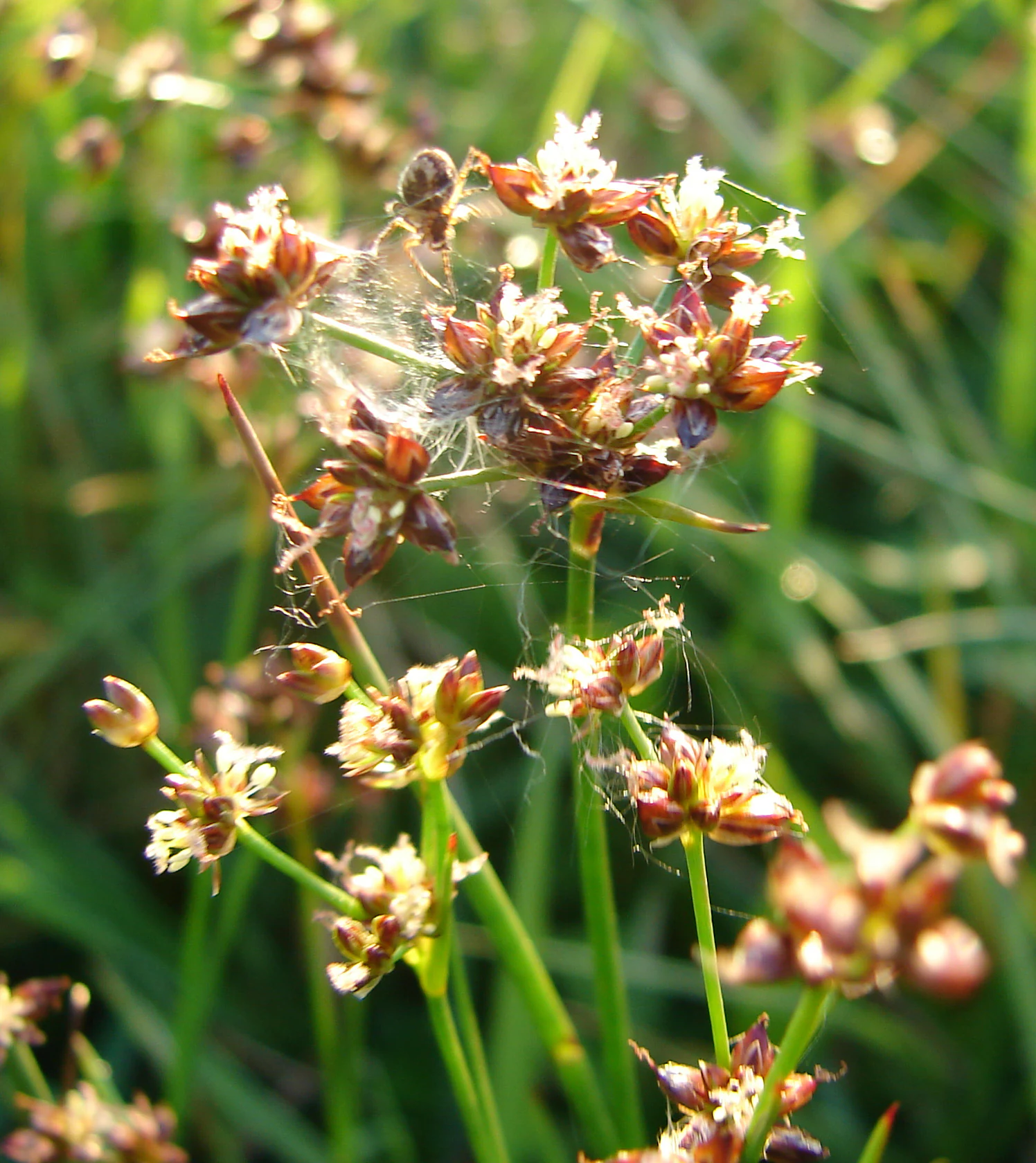 A close-up of small brown and white marsh flowers with thin green stems and spiderwebs clinging to the blossoms.