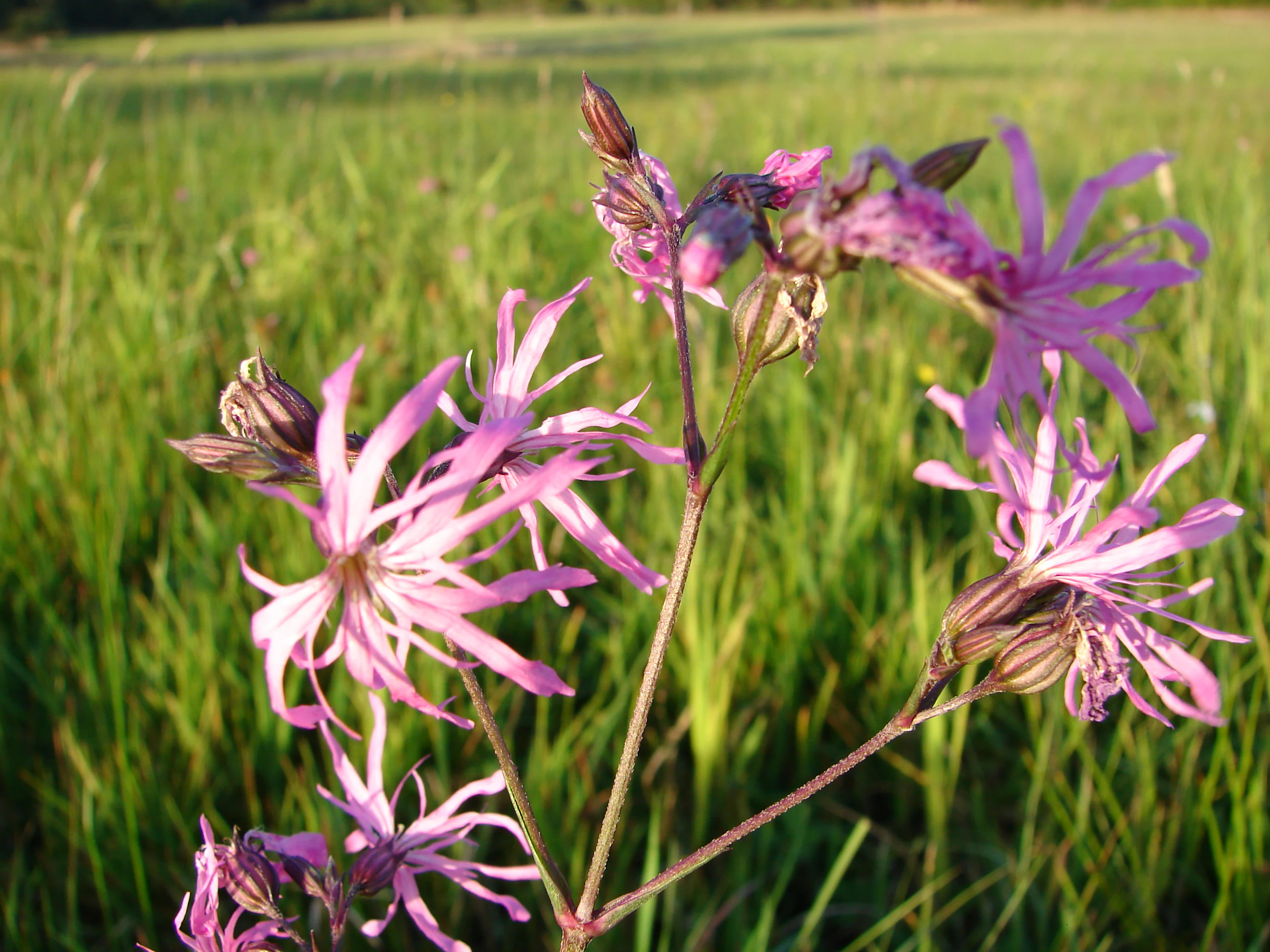Close up of pink Ragged Robin flowers with shredded petals in a green grassy meadow.