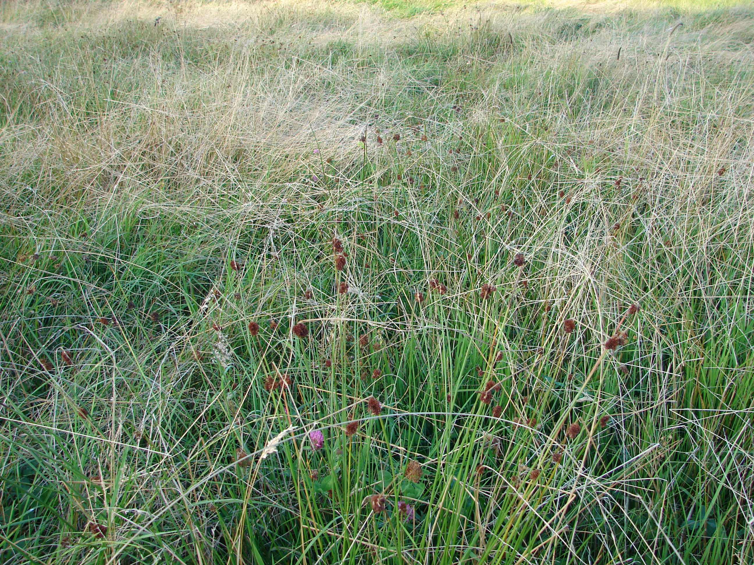 A meadow landscape dominated by tall, thin green and dried yellow grasses and small dark brown seed heads typical of a peat bog environment.