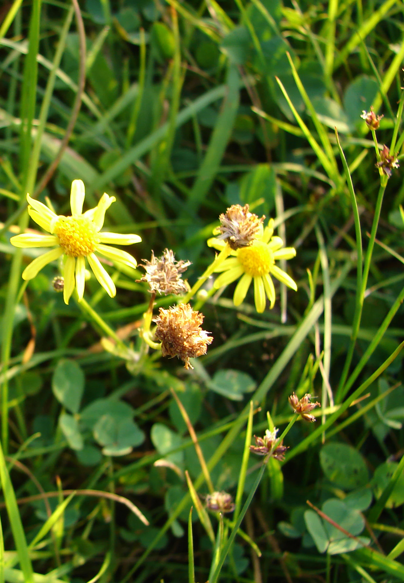 Close up view of yellow daisy-like flowers and dried seed heads amidst tall meadow grasses and clover leaves.