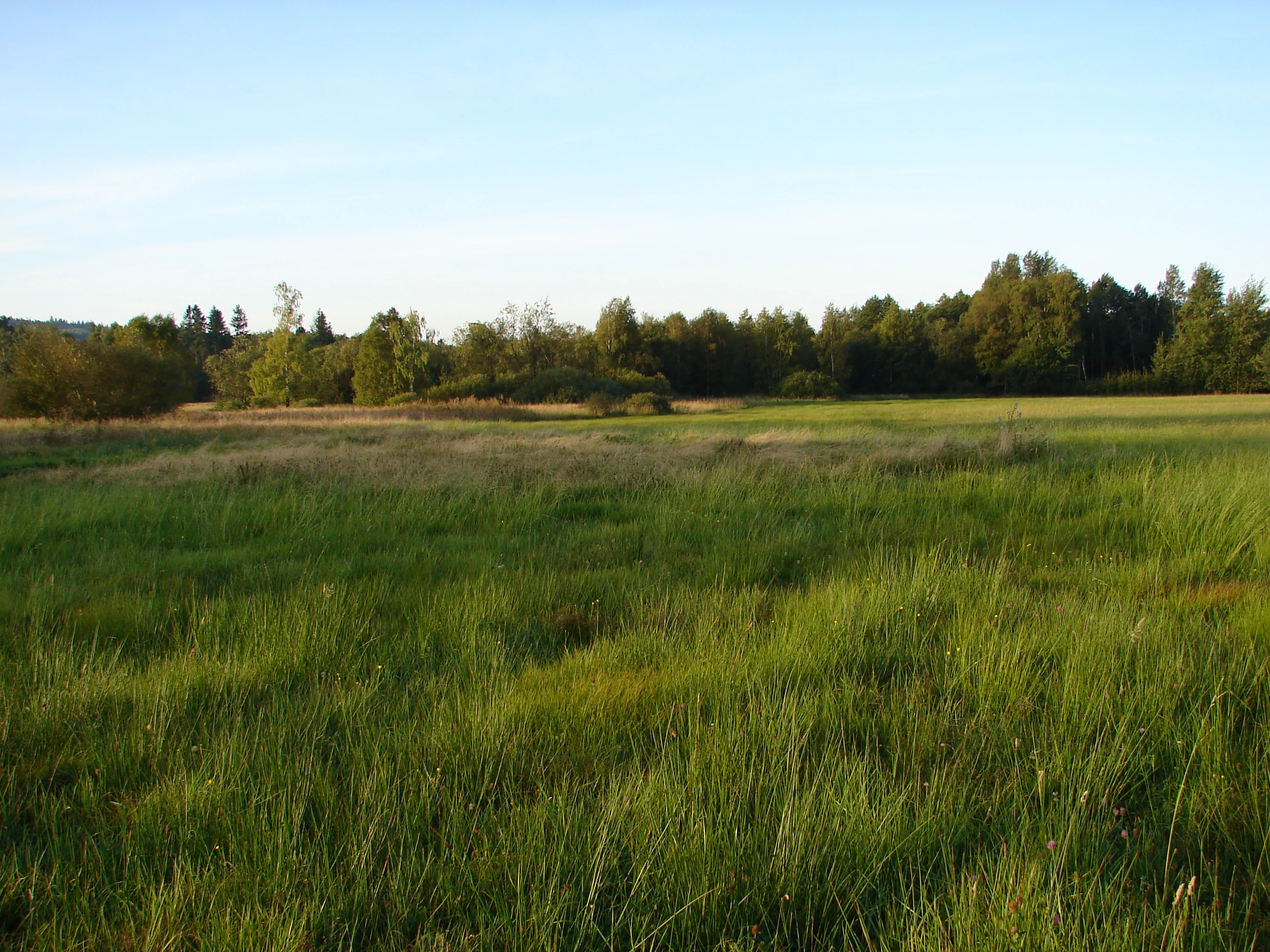 A wide shot of a green, grassy meadow in a nature reserve, with a line of trees in the background under a clear sky.
