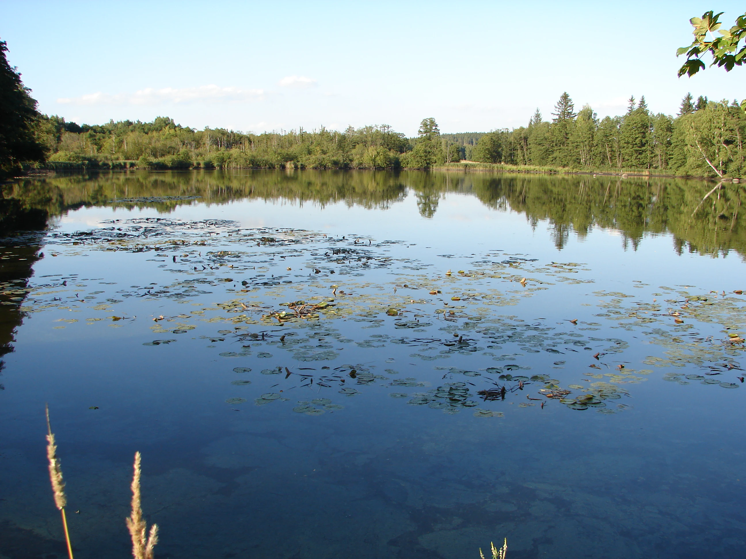 A wide, calm pond with lily pads on the water surface and a dense green forest lining the distant shoreline under a clear sky.