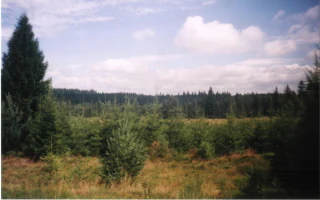 A wide view of a clearing in a forest with several small, young spruce trees planted in the foreground and a dense forest line in the background under a cloudy sky.