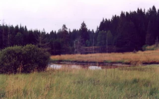 A small, quiet pond sits in a grassy marshland with a dense dark forest bordering the horizon.