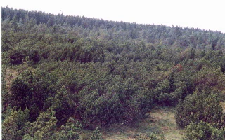 A wide angle shot of a dense, low-growing forest of pine trees typical of a bog environment, covering a gentle slope.