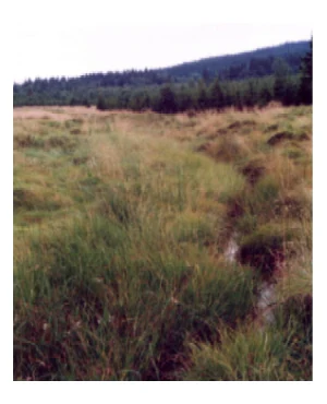A narrow stream winds through a grassy, marshy landscape with a coniferous forest line visible in the background under an overcast sky.