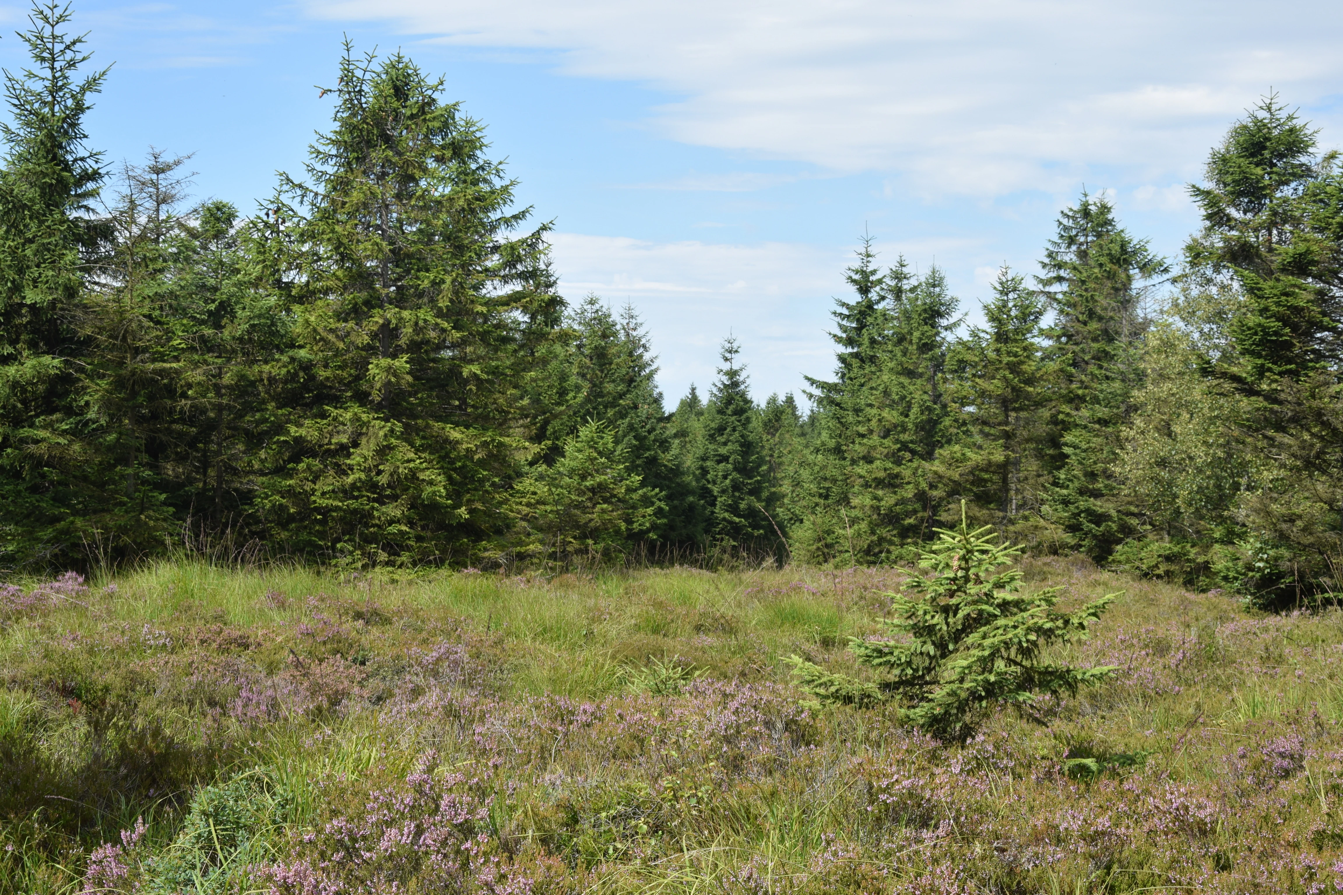 A clearing filled with purple heather and small green shrubs, bordered by a dense evergreen forest under a partly cloudy sky.