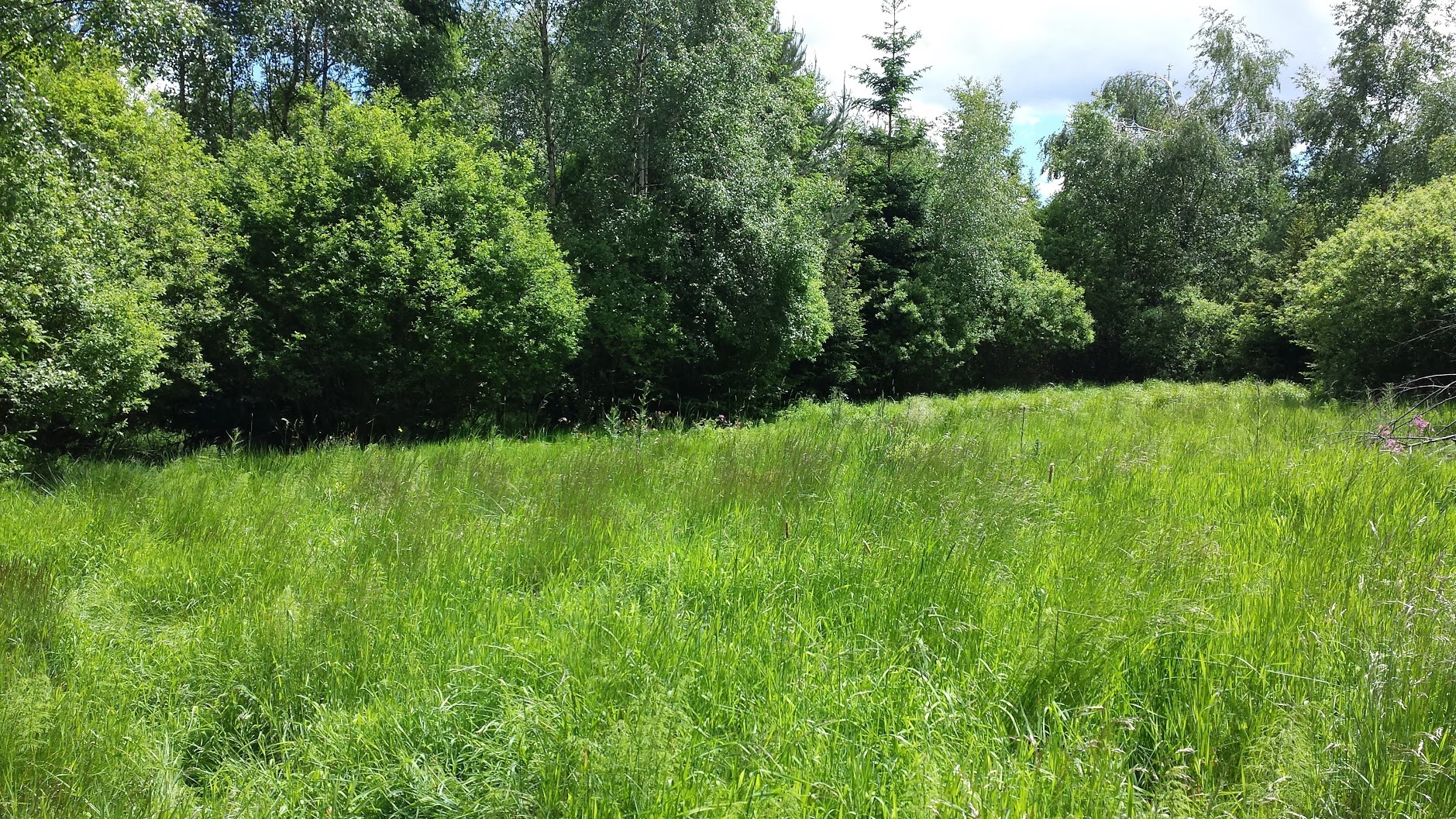 A green, grassy meadow transitions into a dense forest edge under a partly cloudy sky.