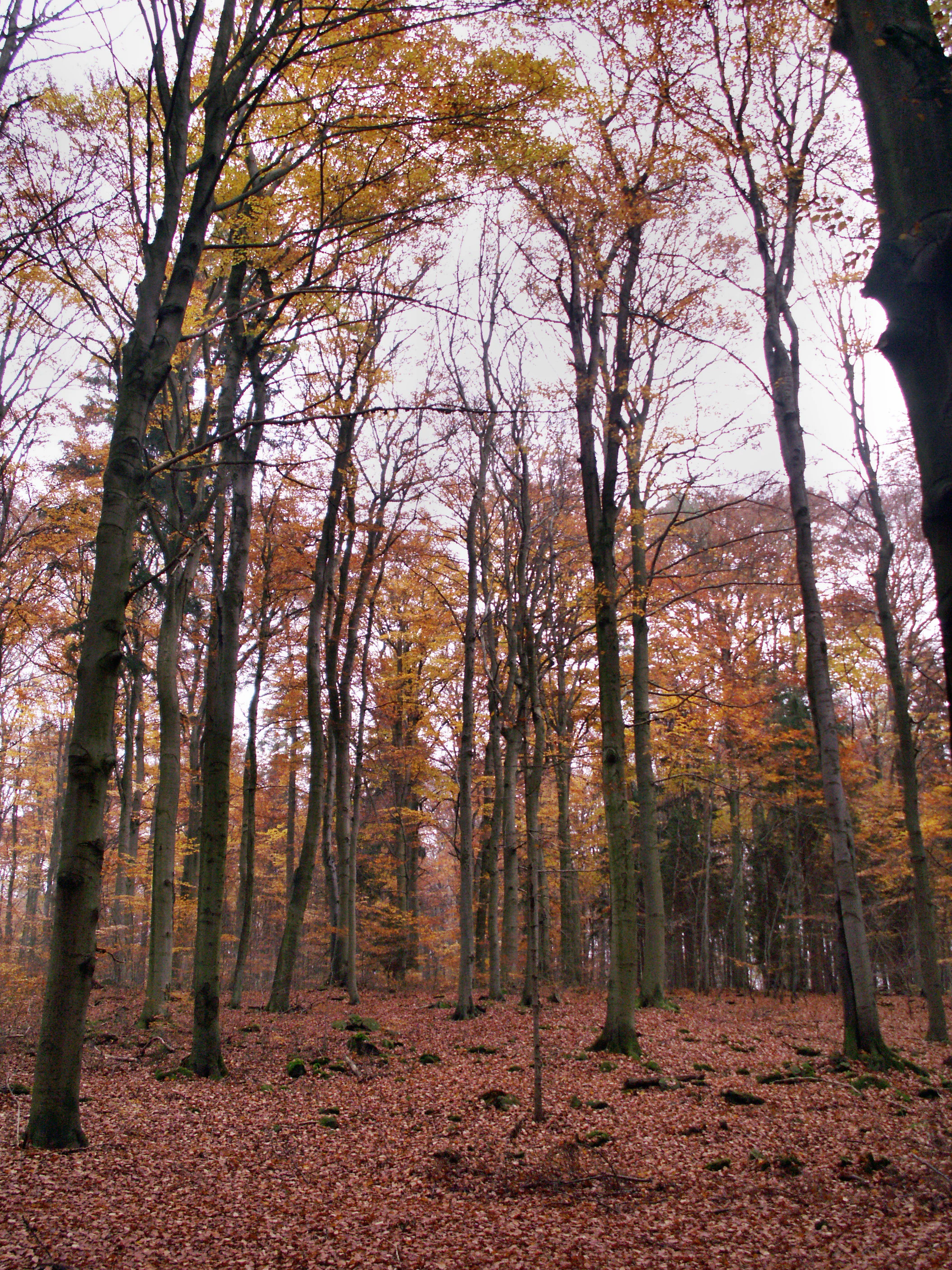 A view looking into a deciduous forest during autumn, with tall, slender tree trunks and a thick carpet of fallen brown leaves on the forest floor.