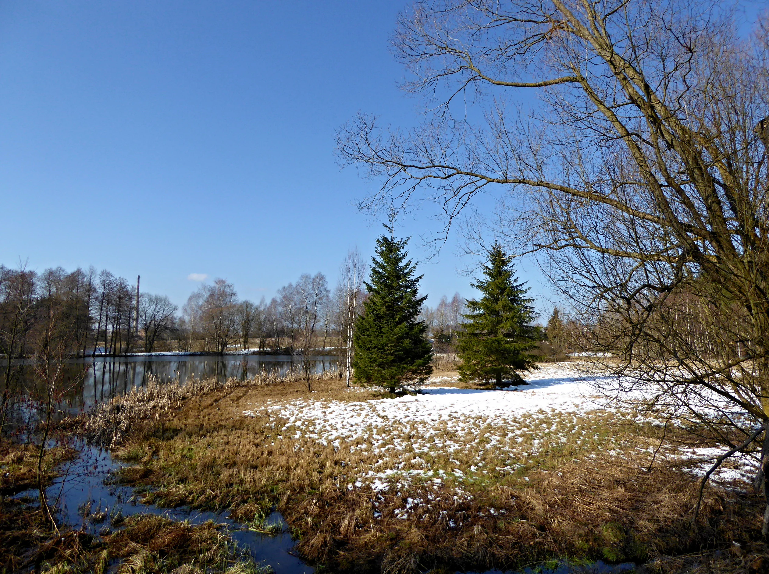A landscape view of a pond with patches of snow on the grassy banks, two evergreen trees in the foreground, and bare trees in the background under a clear blue sky.
