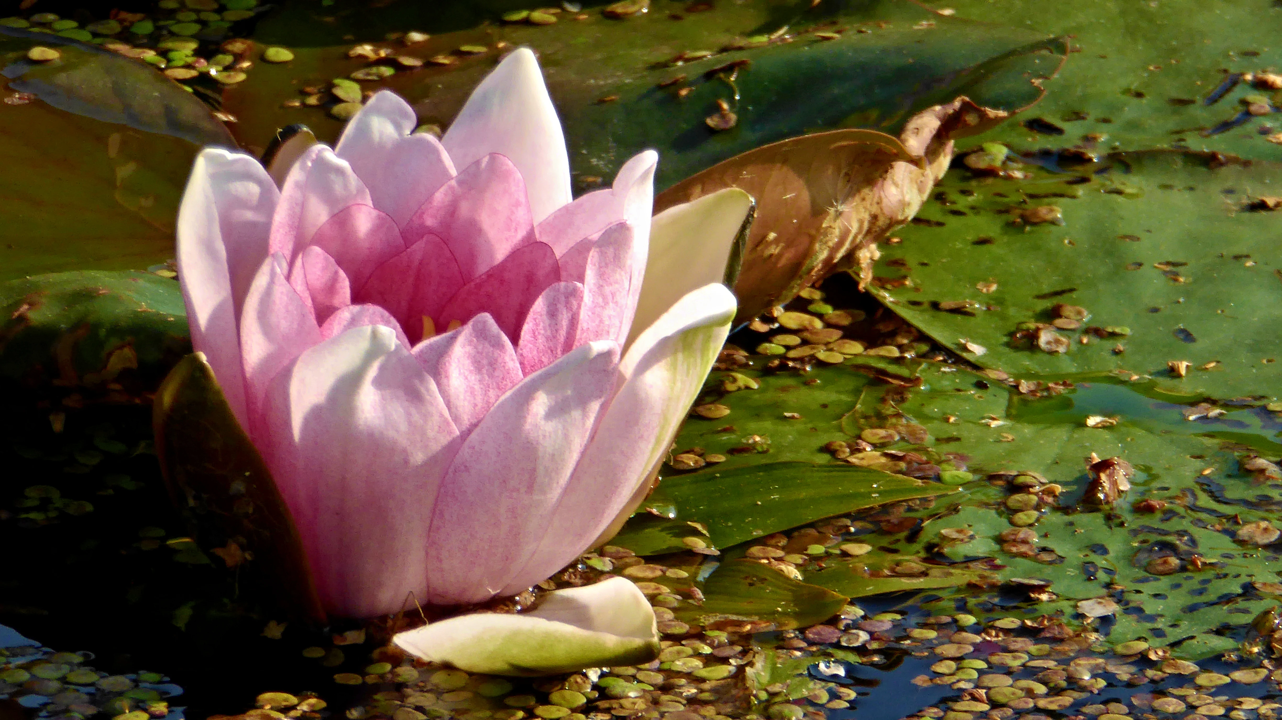 A close-up view of a blooming pink water lily flower floating on the surface of a pond surrounded by lily pads and small aquatic plants.